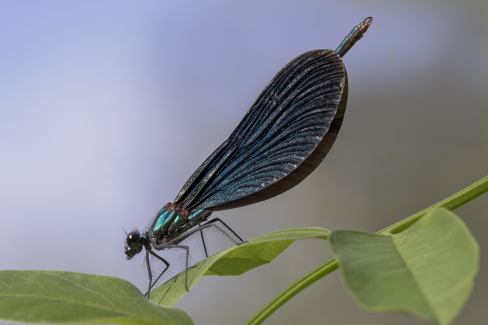 Calopteryx virgo