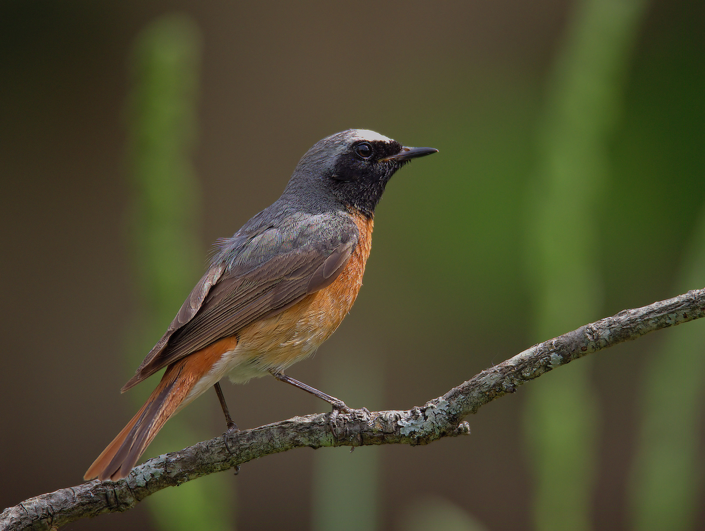Male Common Redlight