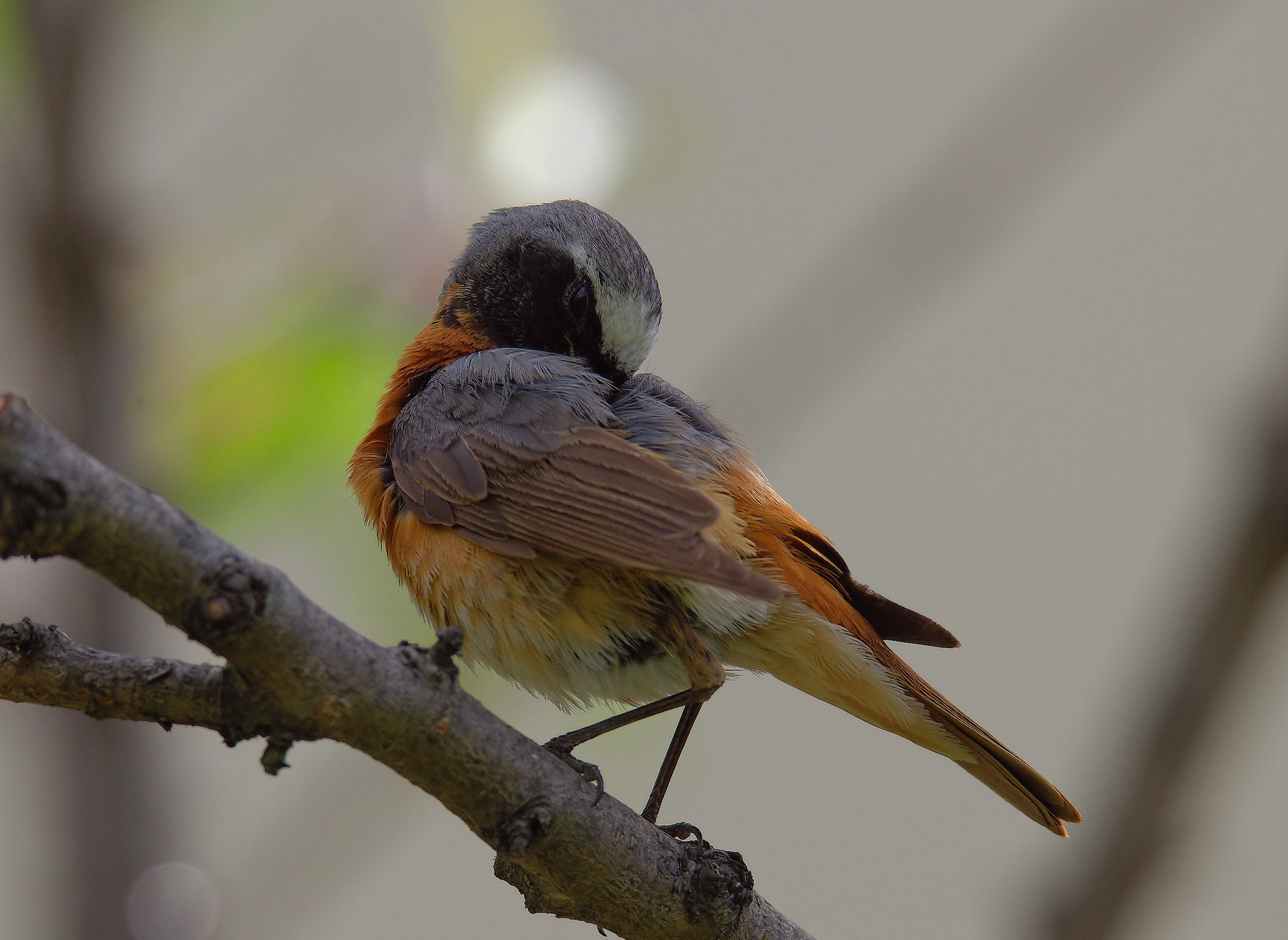 Male Common Redlight