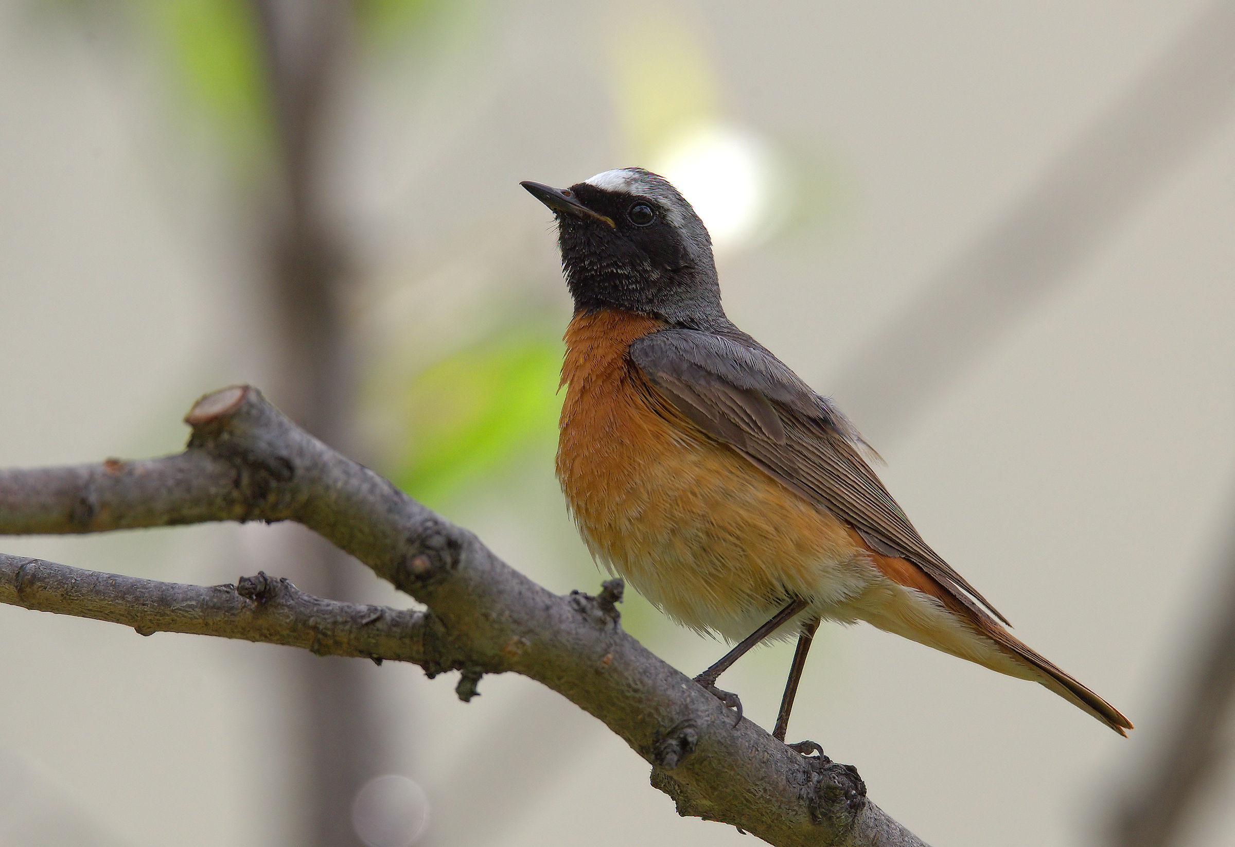 Male Common Redlight