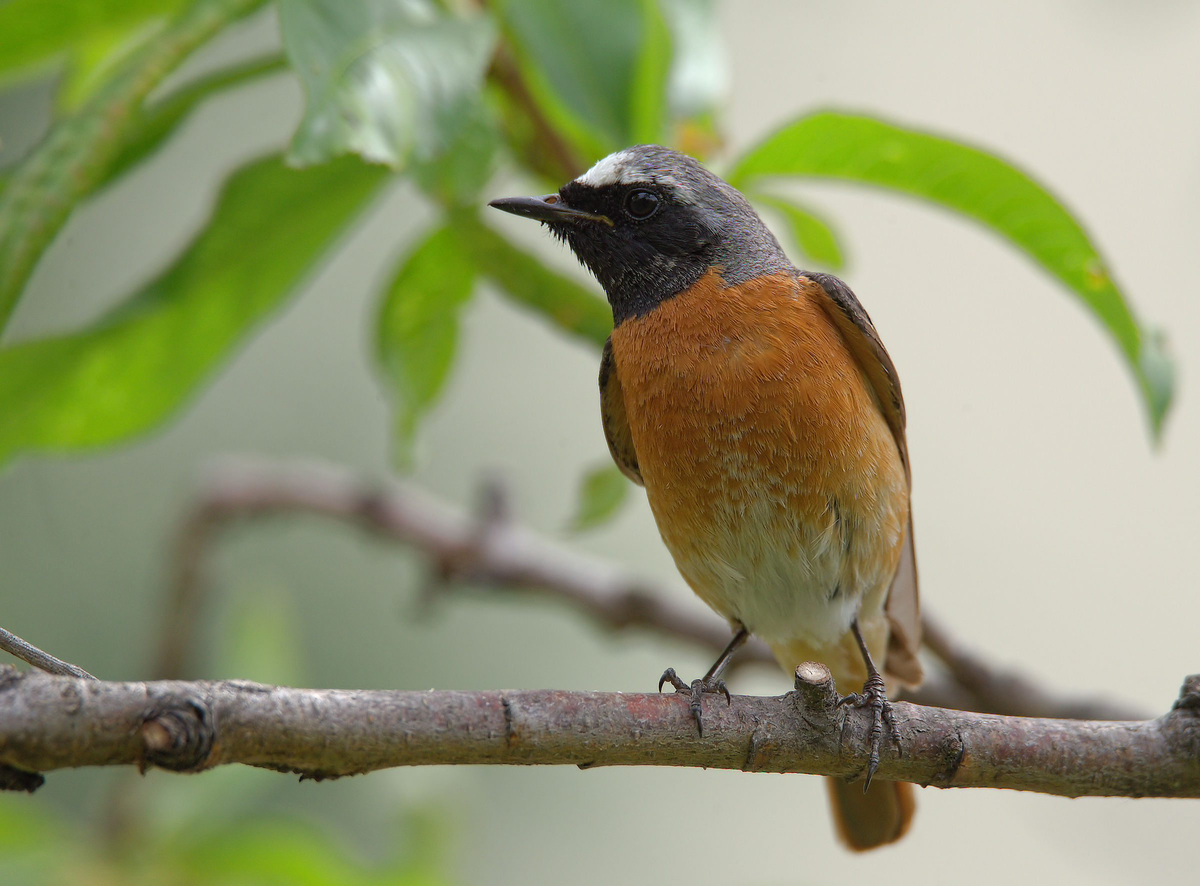 Male Common Redlight