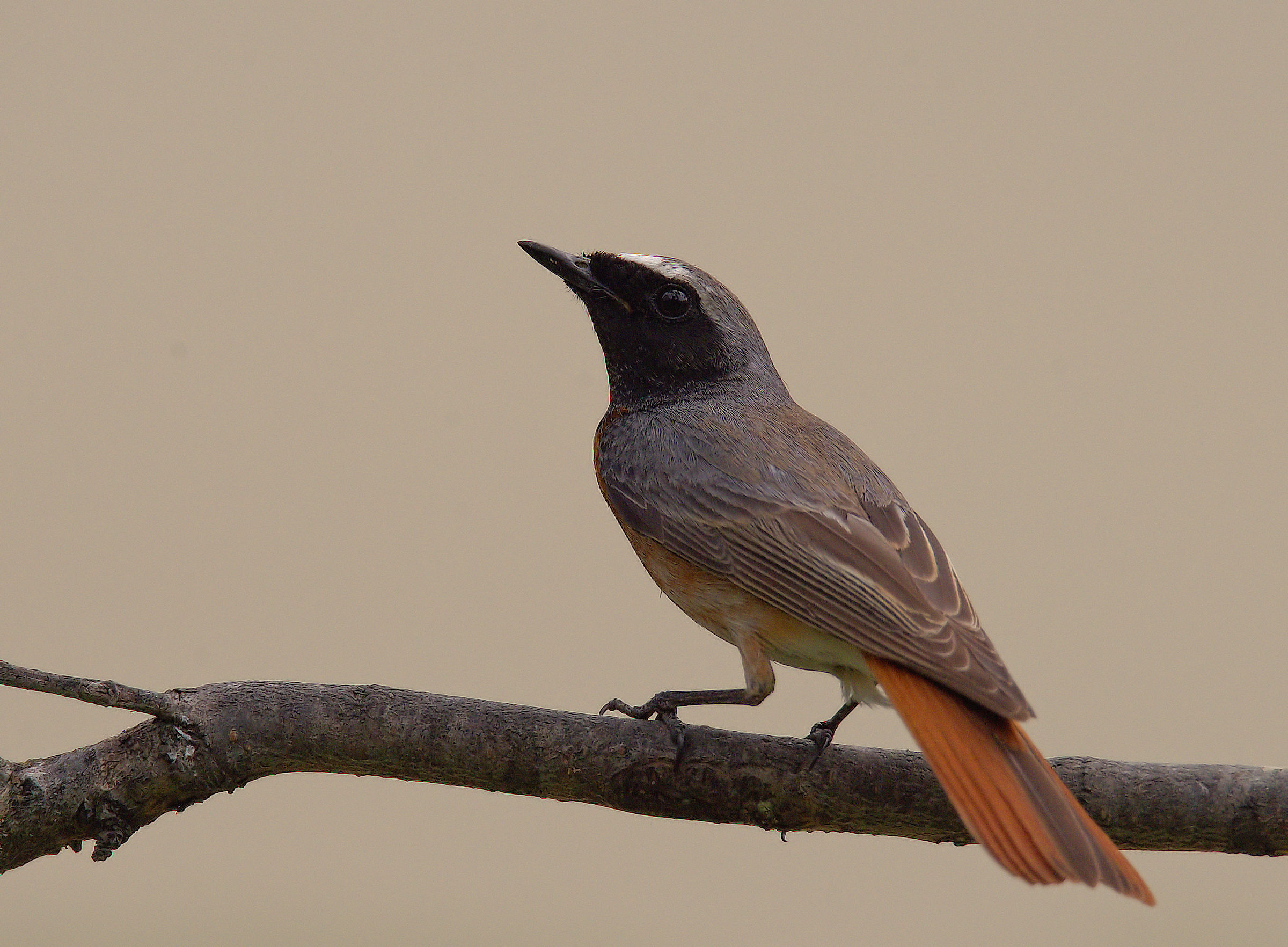 Male Common Redlight