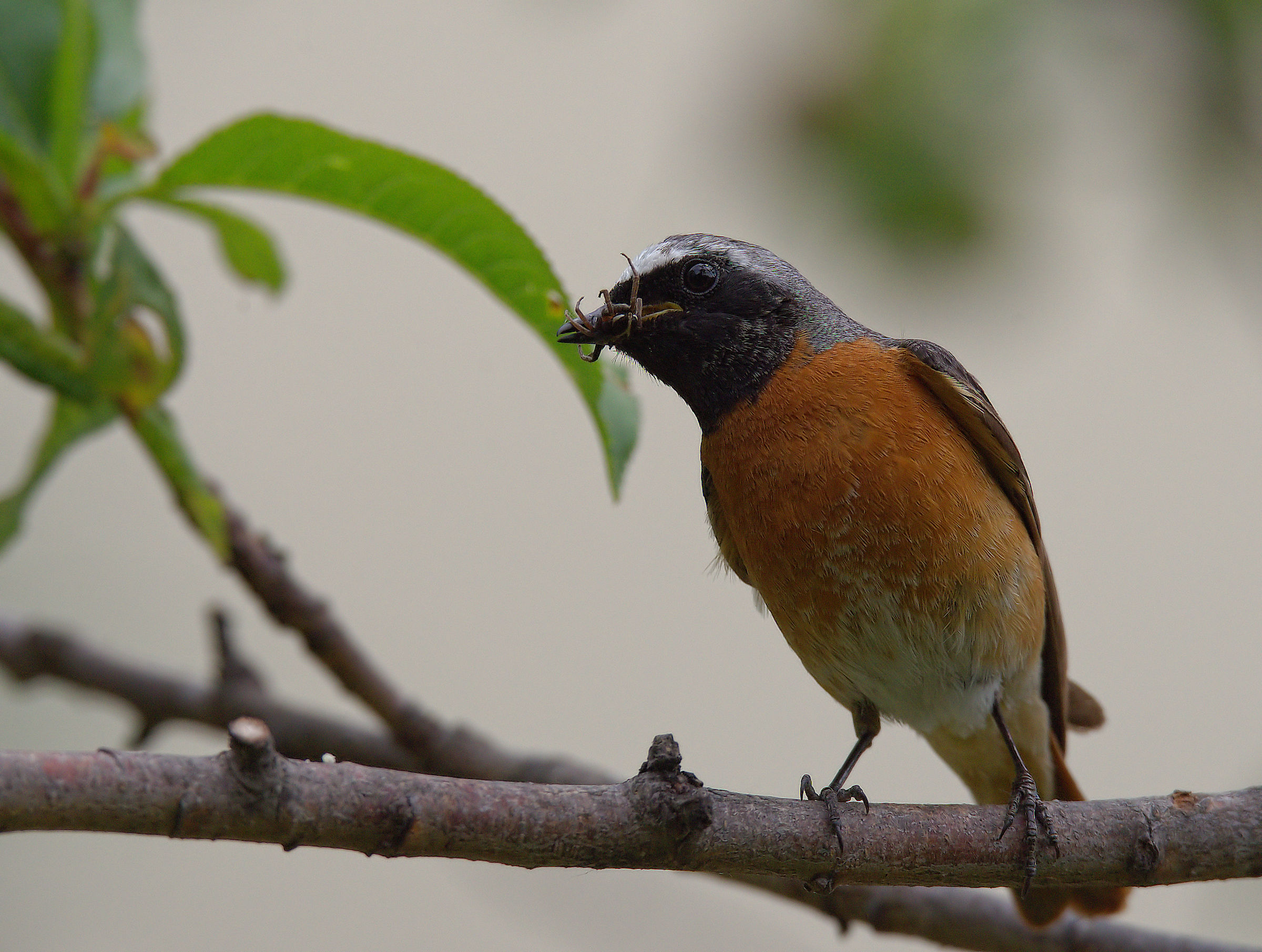 Male Common Redlight
