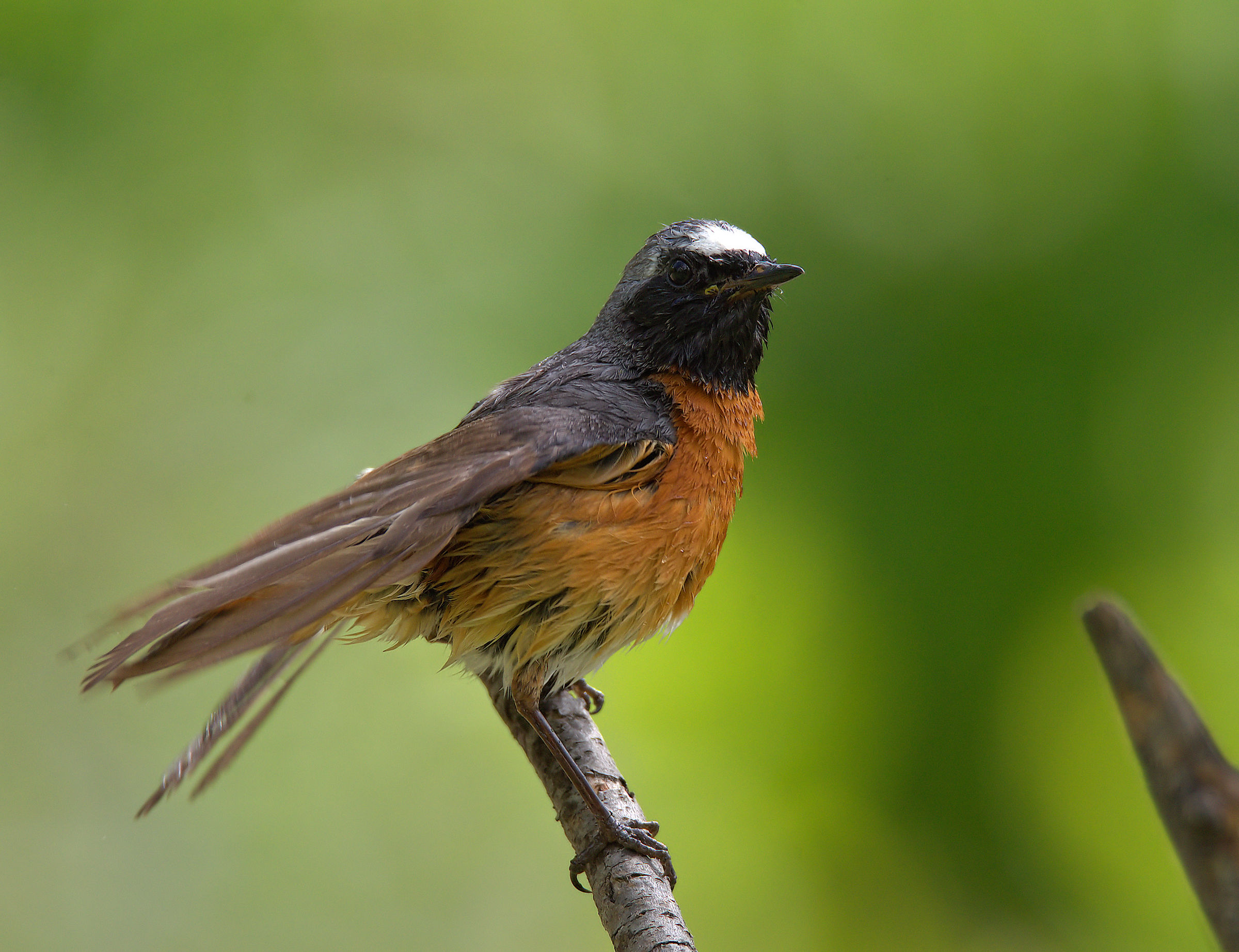 Male Common Redlight