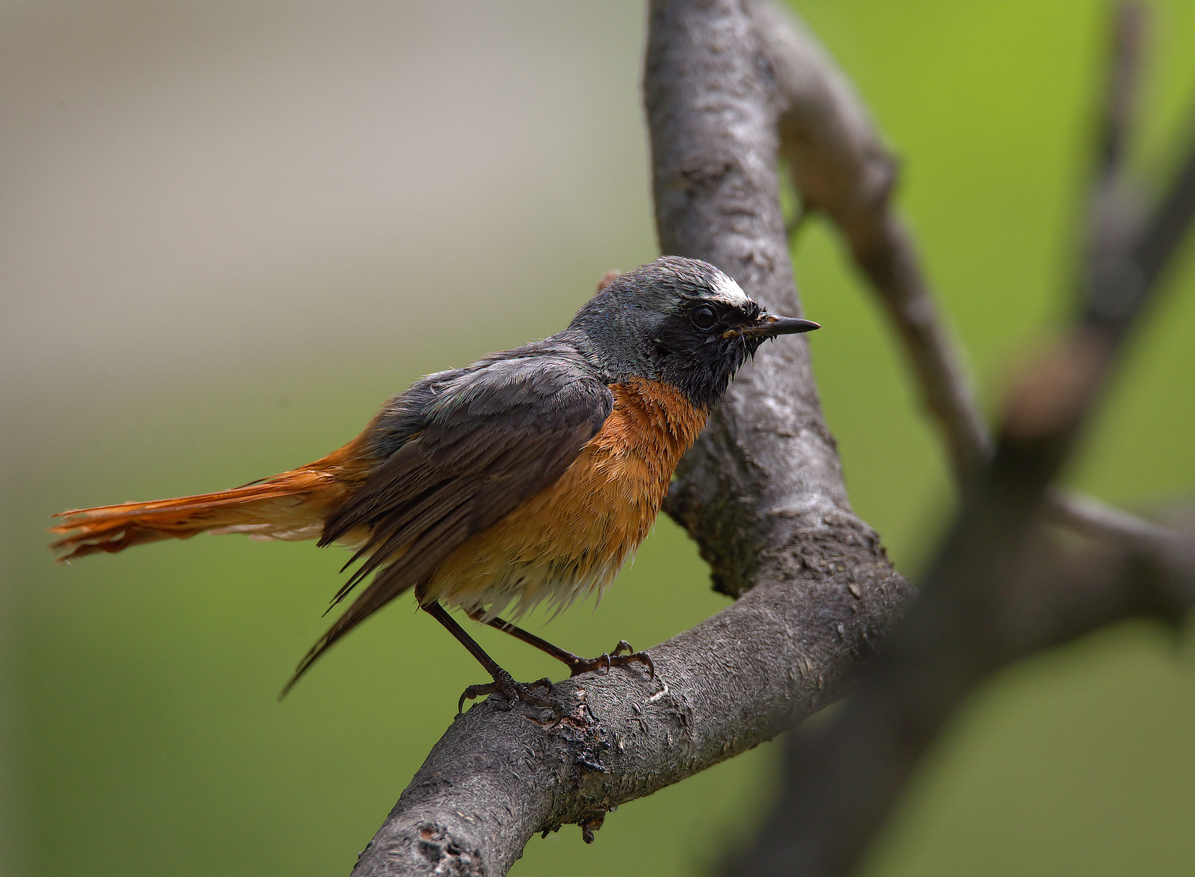 Male Common Redlight
