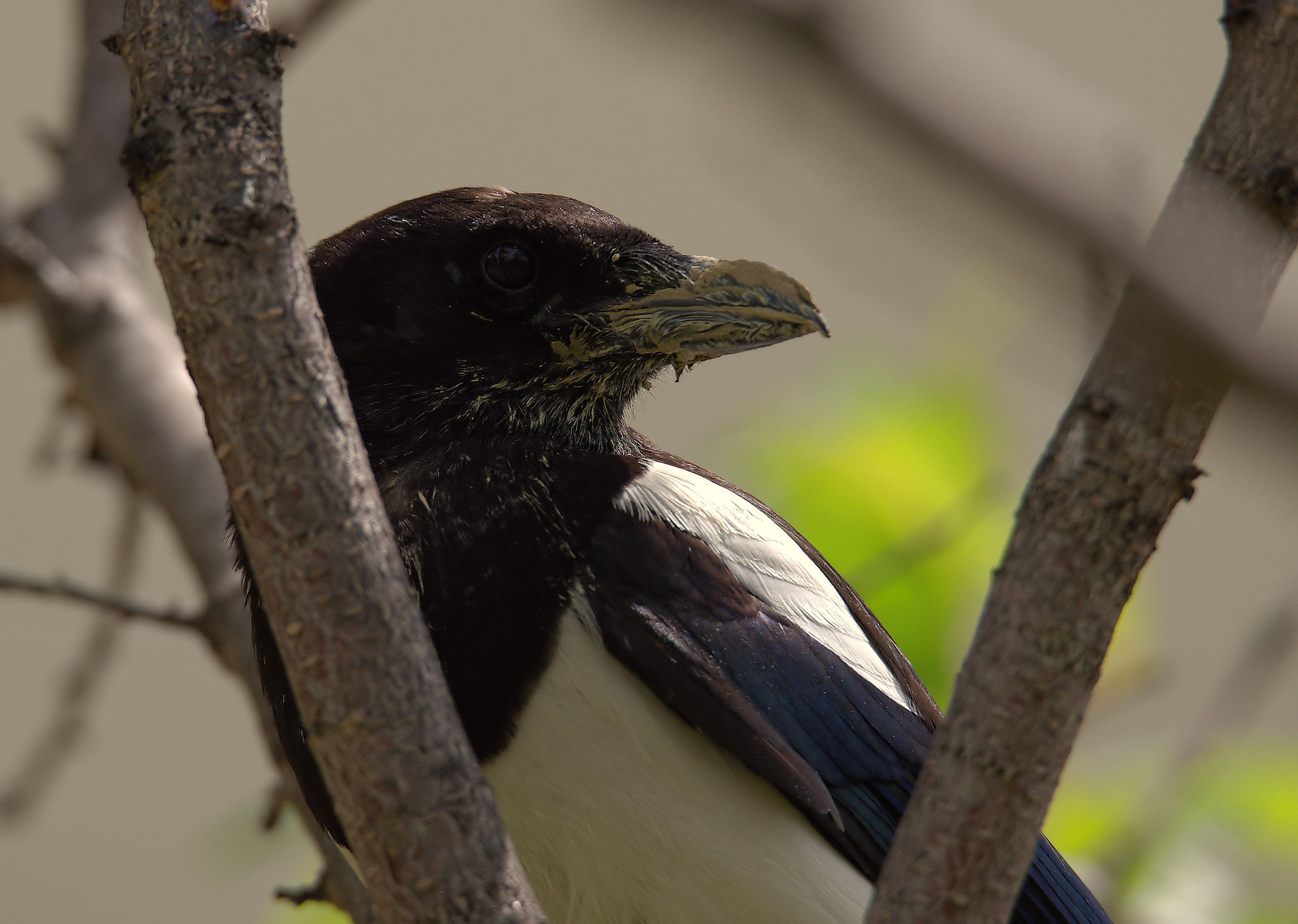 Magpie