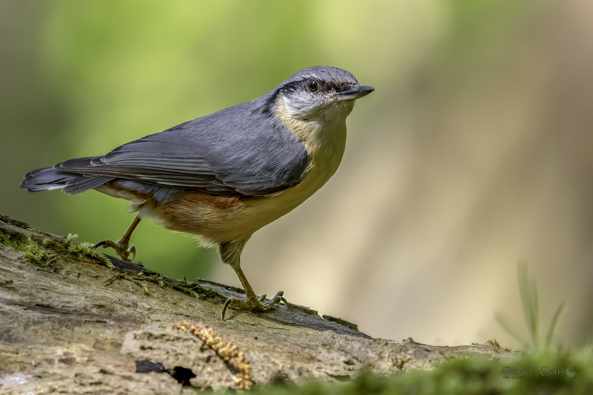 Nuthatch (Sitta europaea)