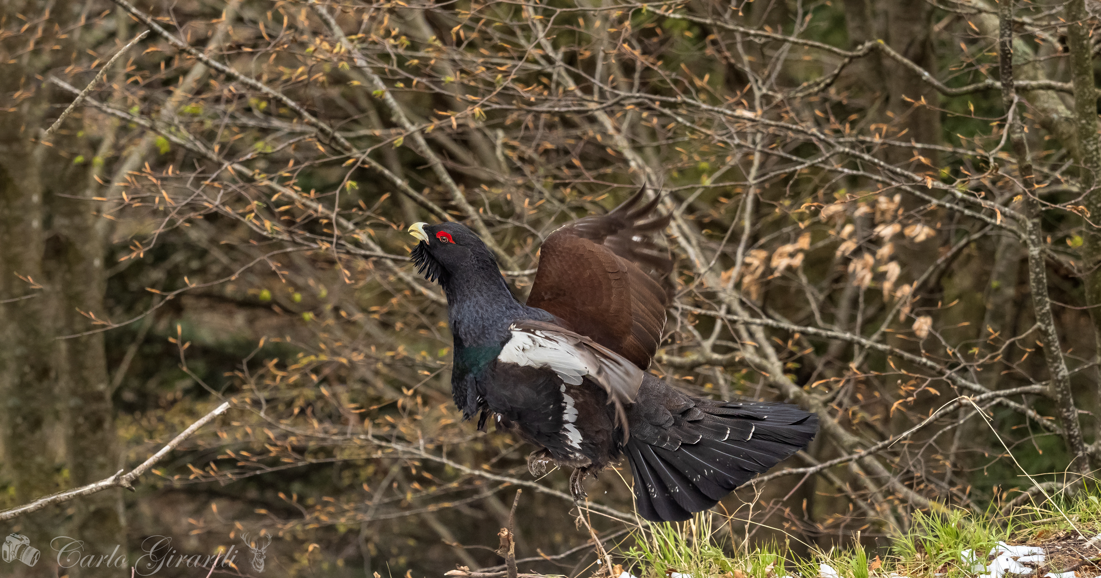 Capercaillie (Tetrao urogallus)