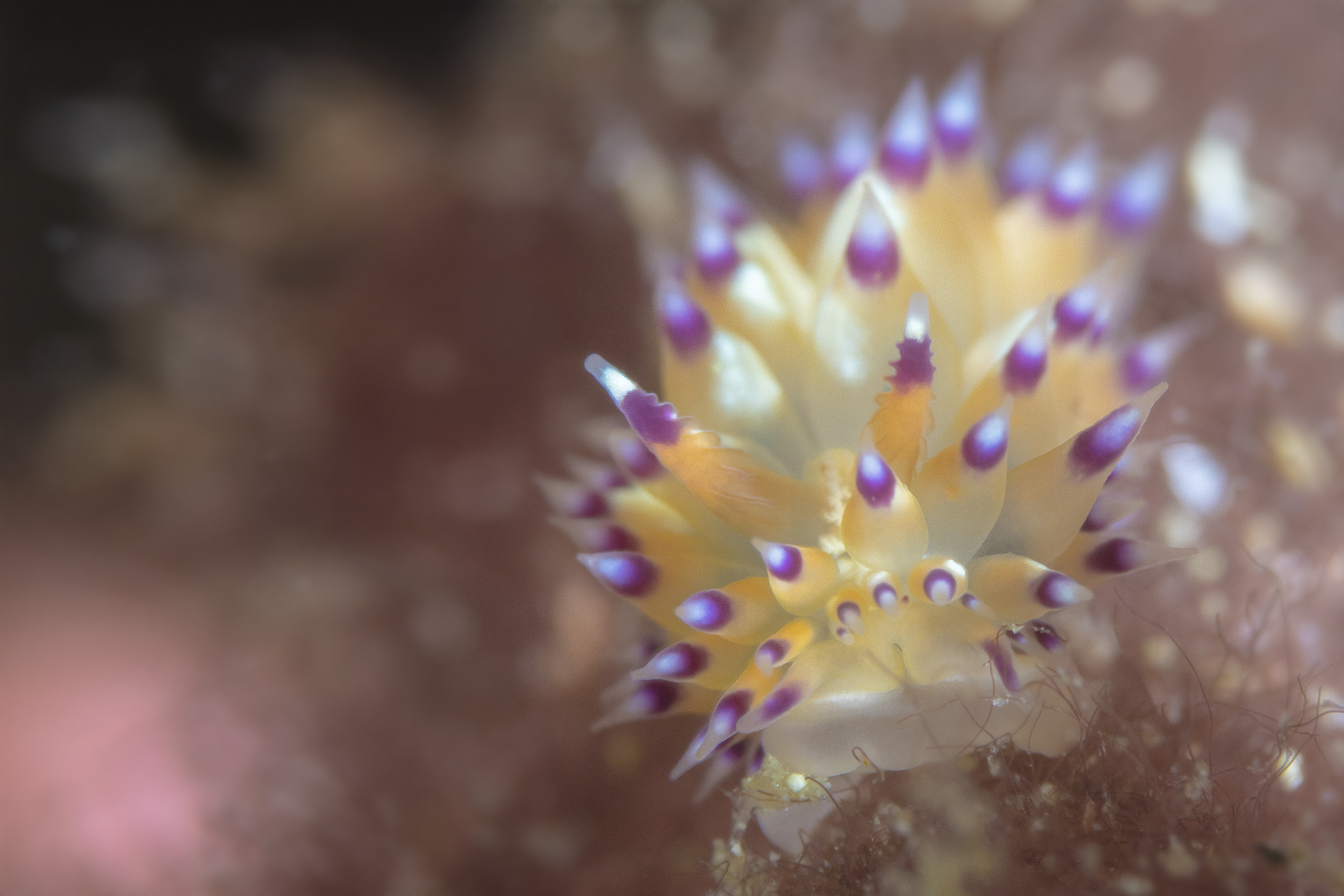 Explosion of life-Janolus