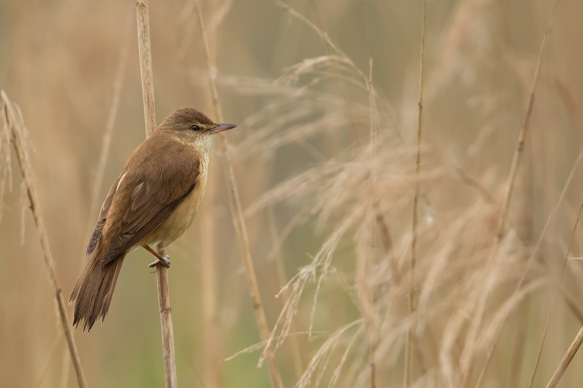 Great Reed Warbler