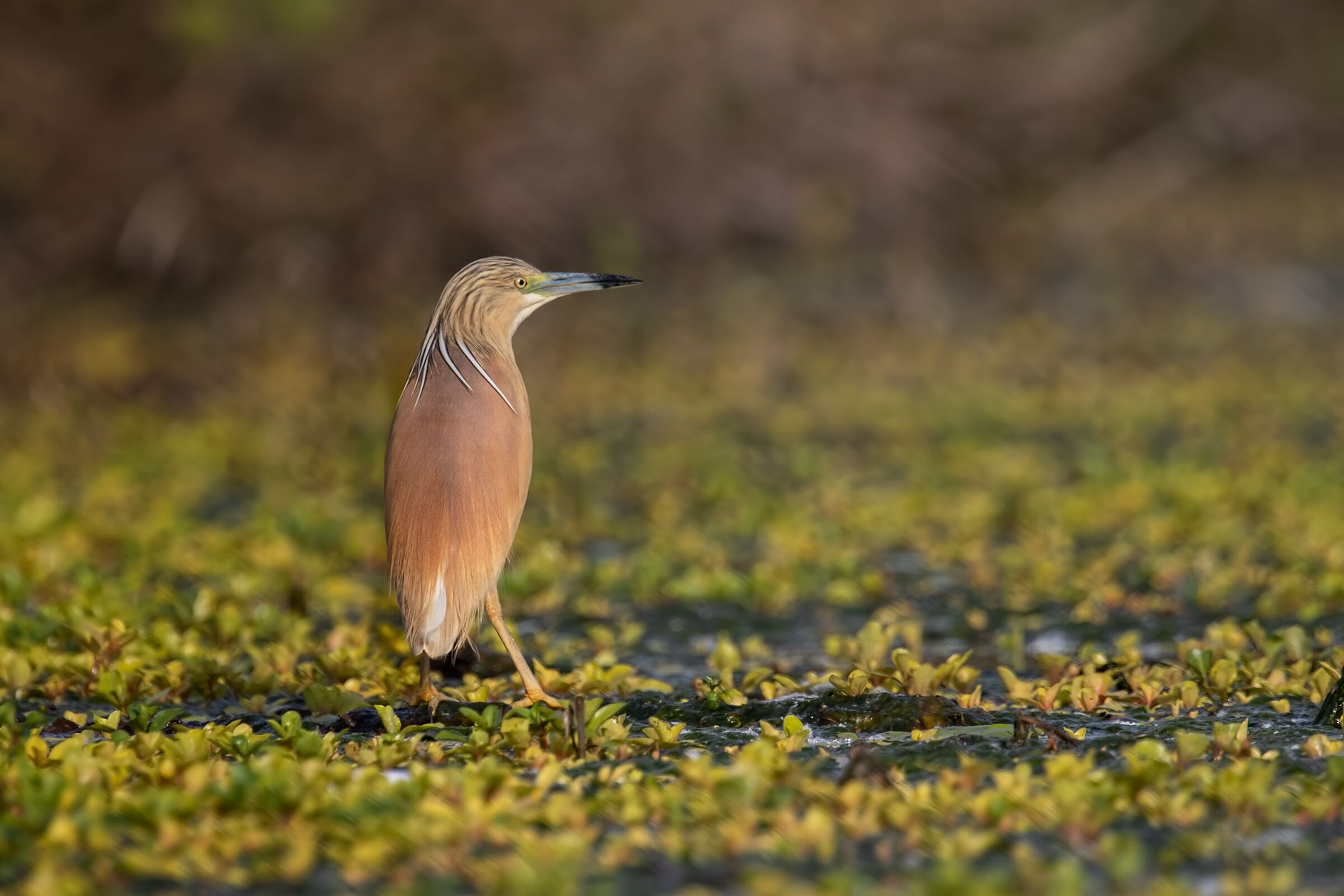 Sgarza ciuffetto ambientata