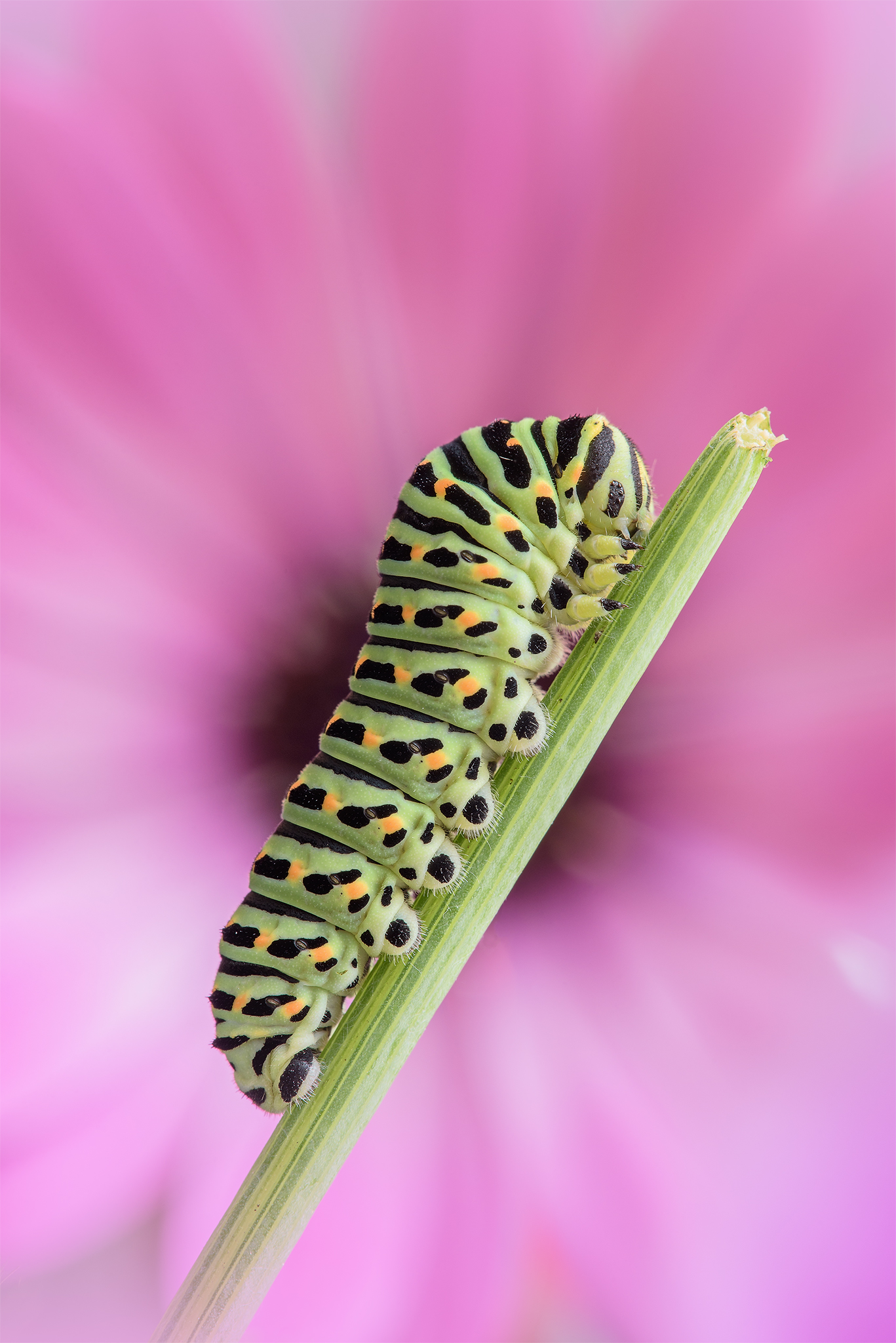 Papilio machaon