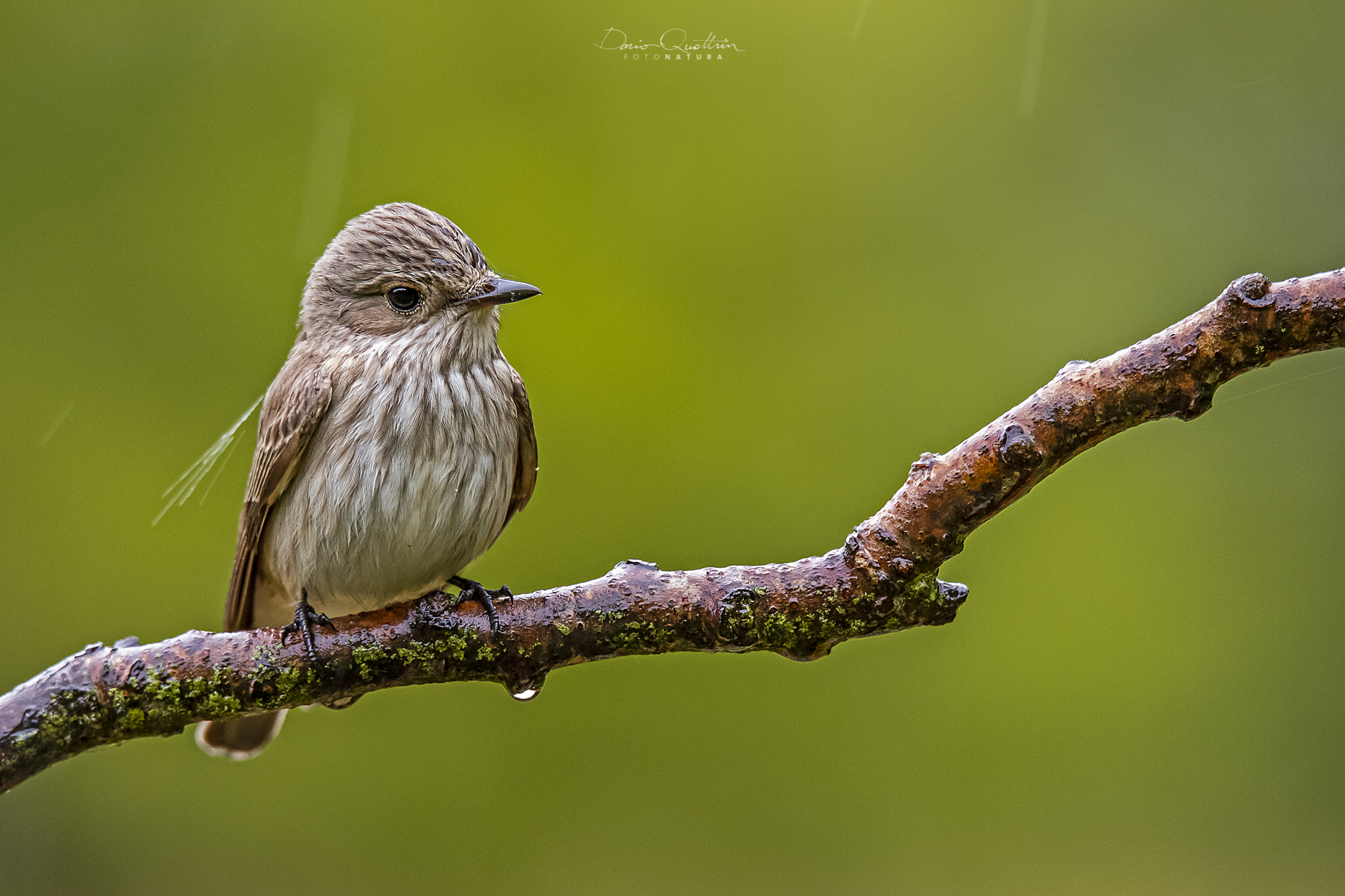 Pigliamosche sotto la pioggia