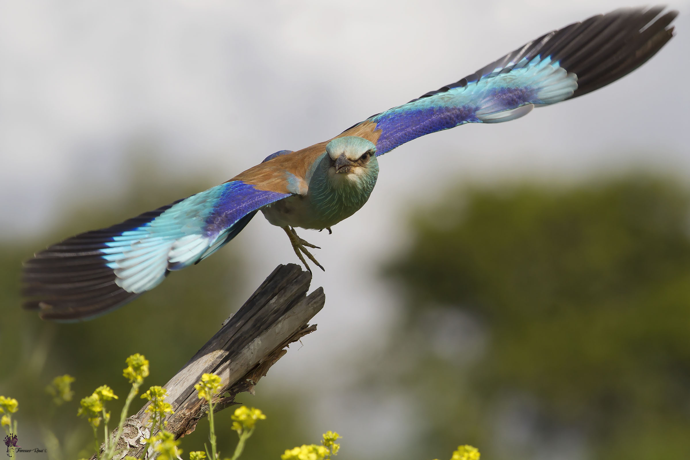 The detachment of the Sea Jay