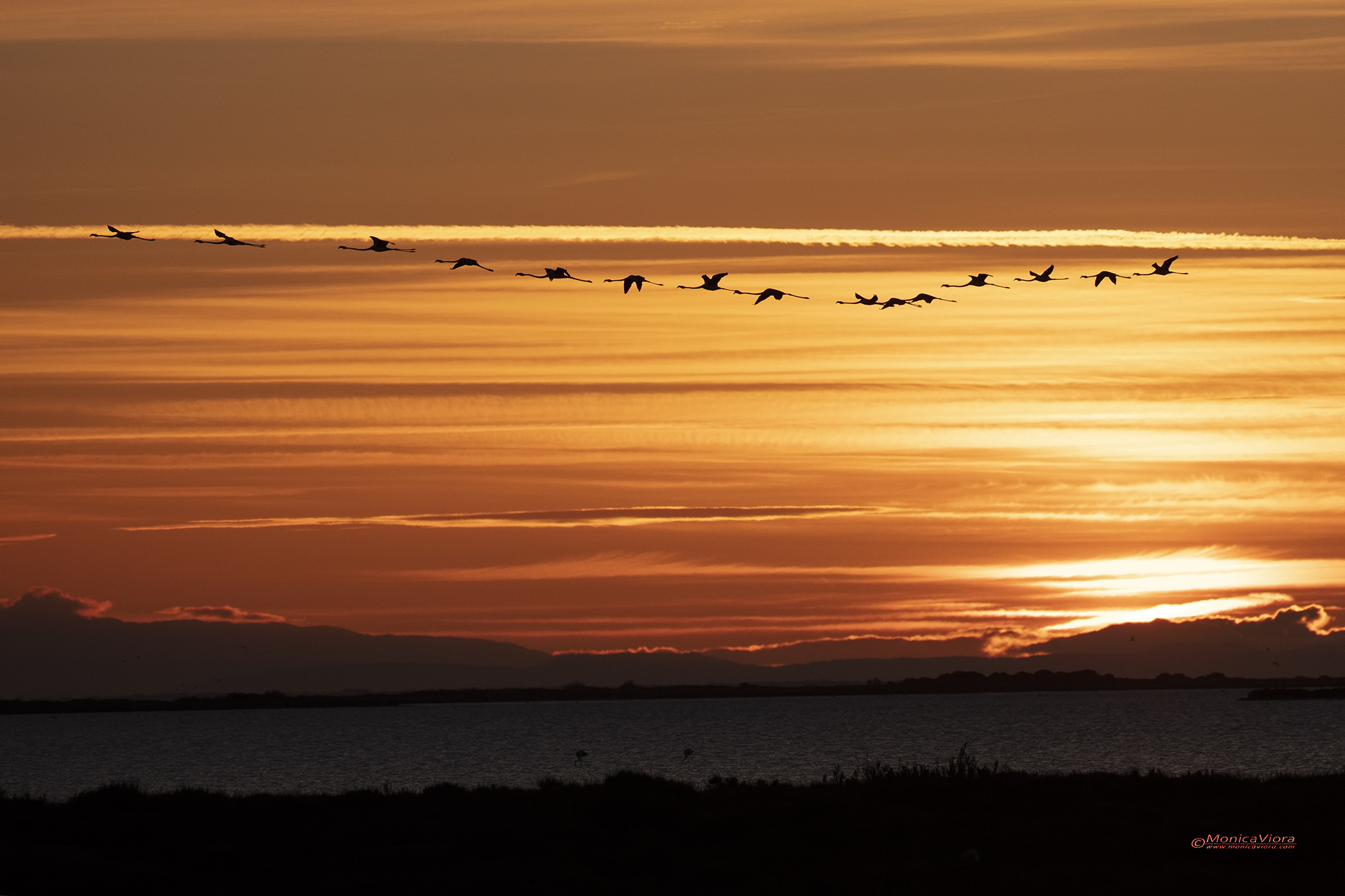 Alba in Camargue