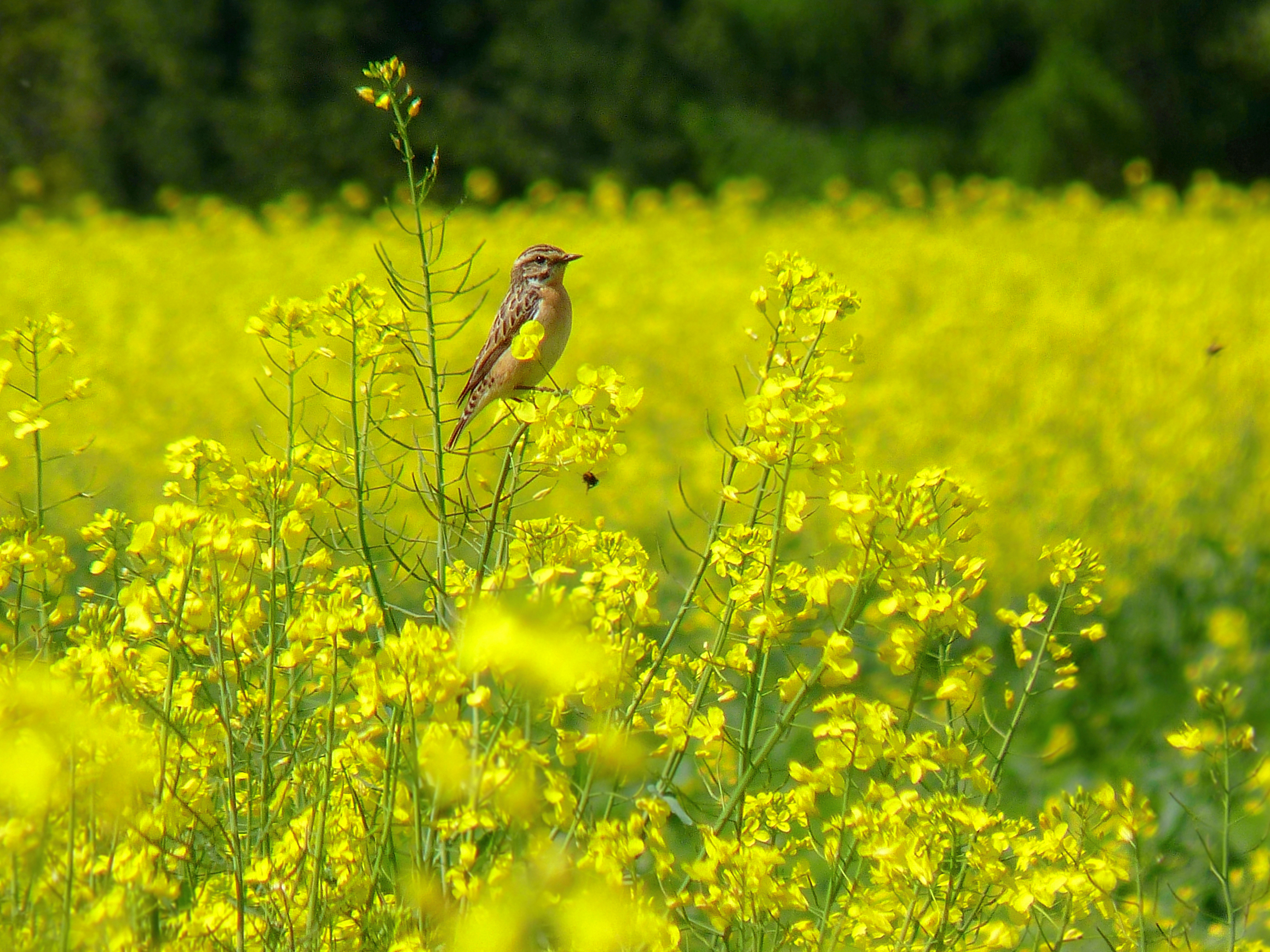 Poklaskwa (Saxicola rubetra)