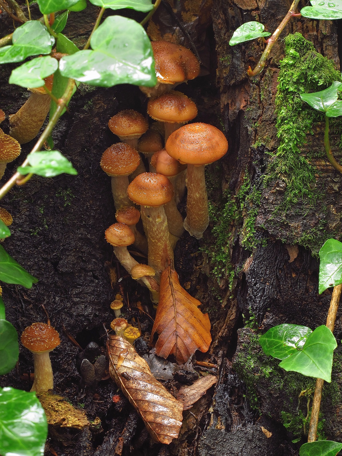 Un piccolo araldico...