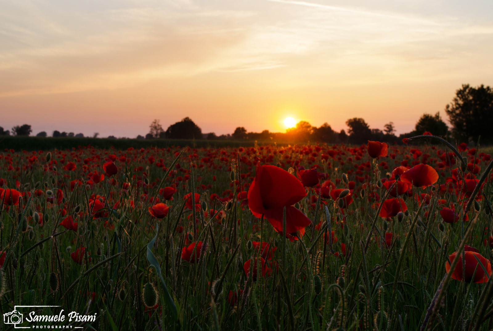 Because the poppies are high high...