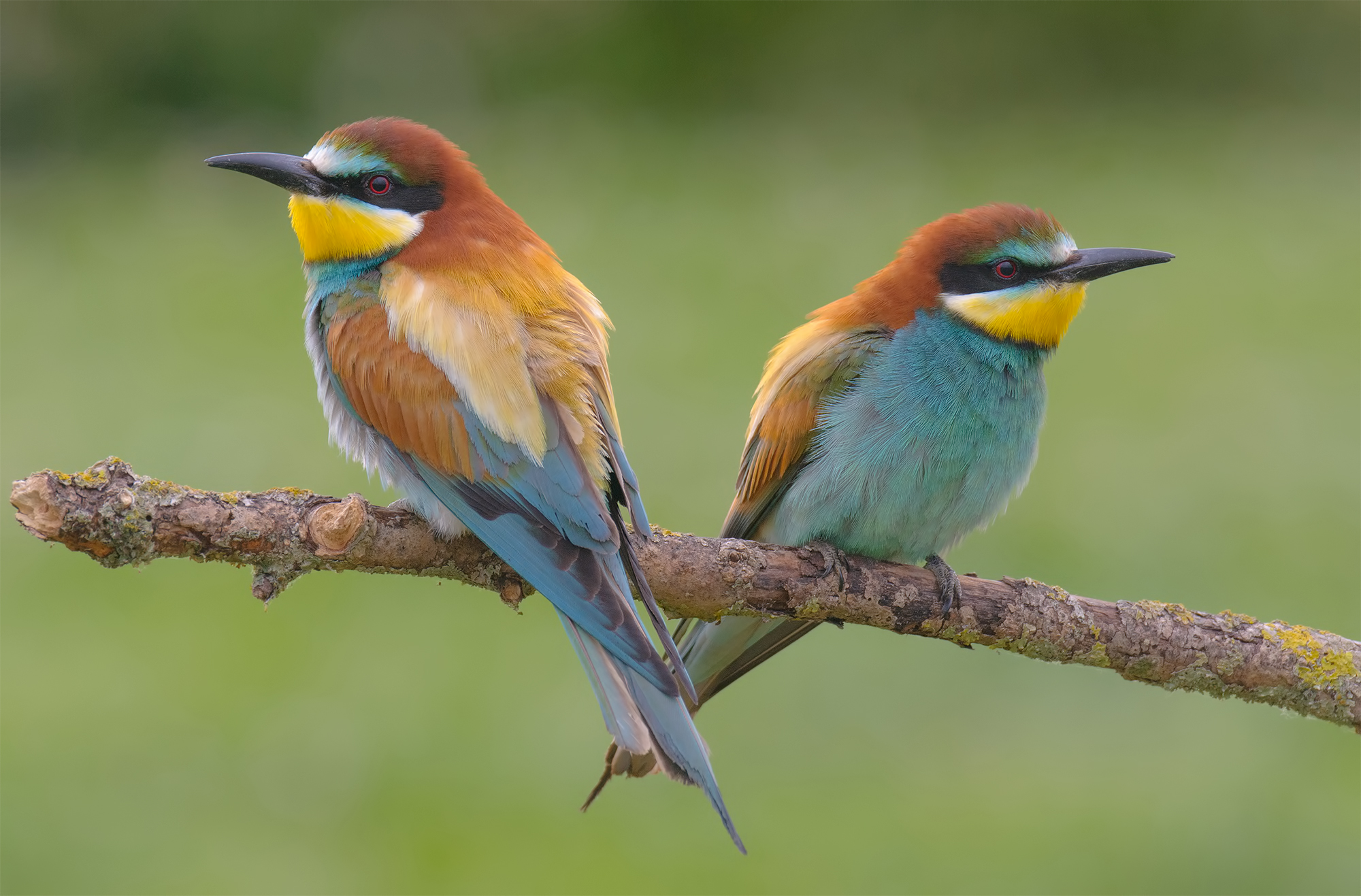 Bee-eater-Montemarcello