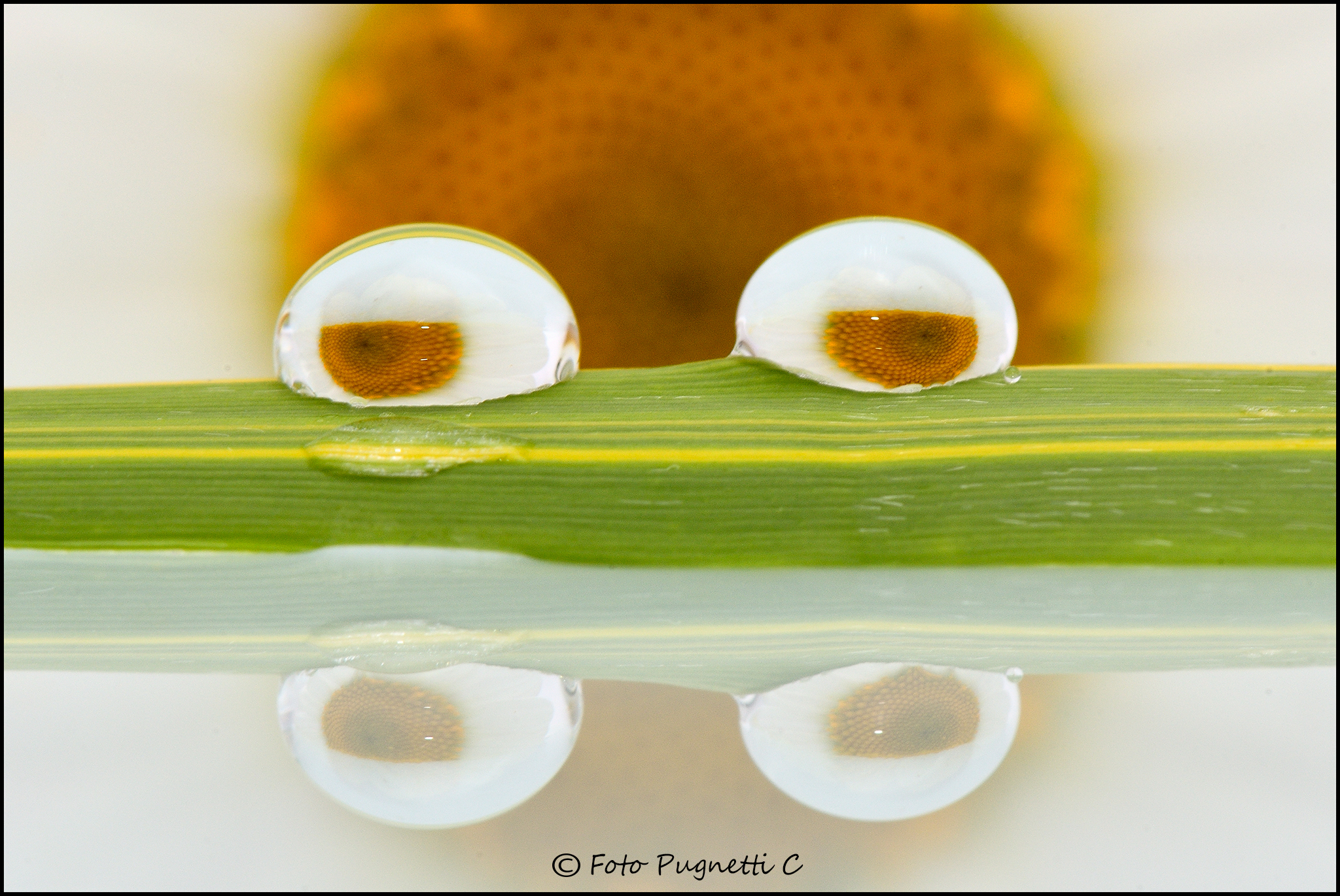 Occhi d'acqua che scrutano