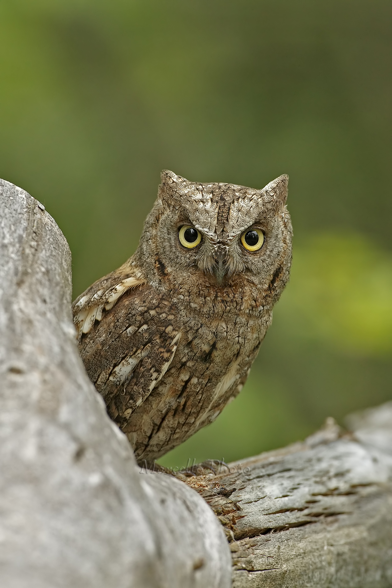 Scops Owl