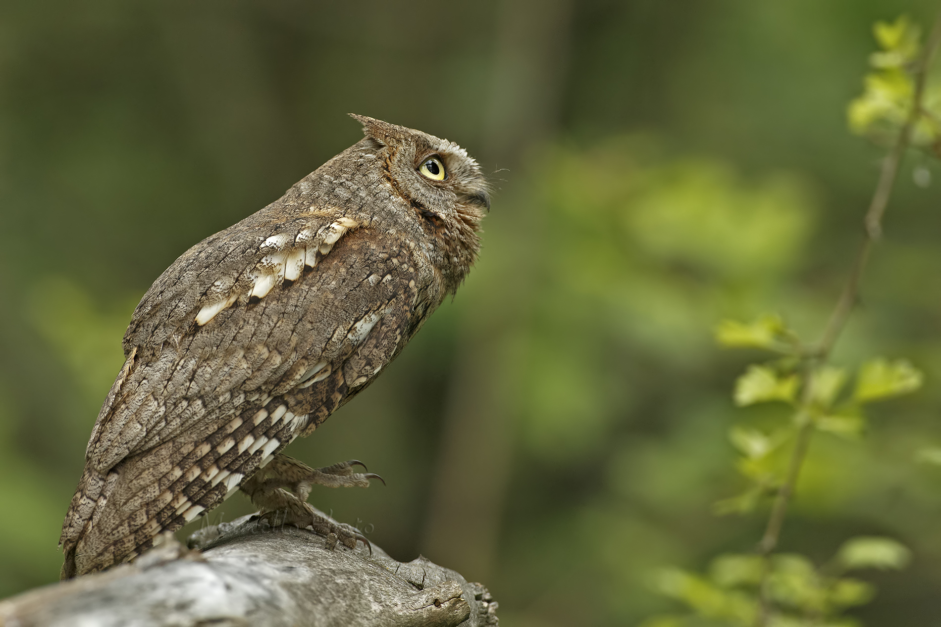 Scops Owl