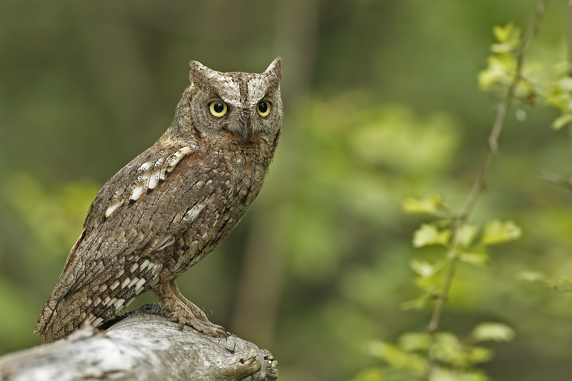Scops Owl