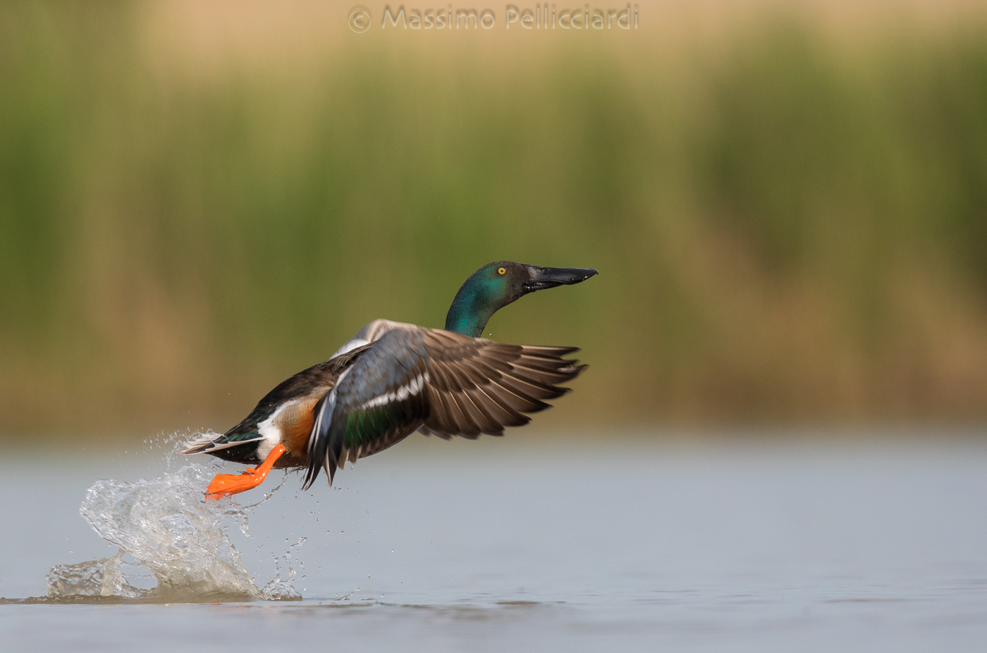 Shoveler in Partrenza