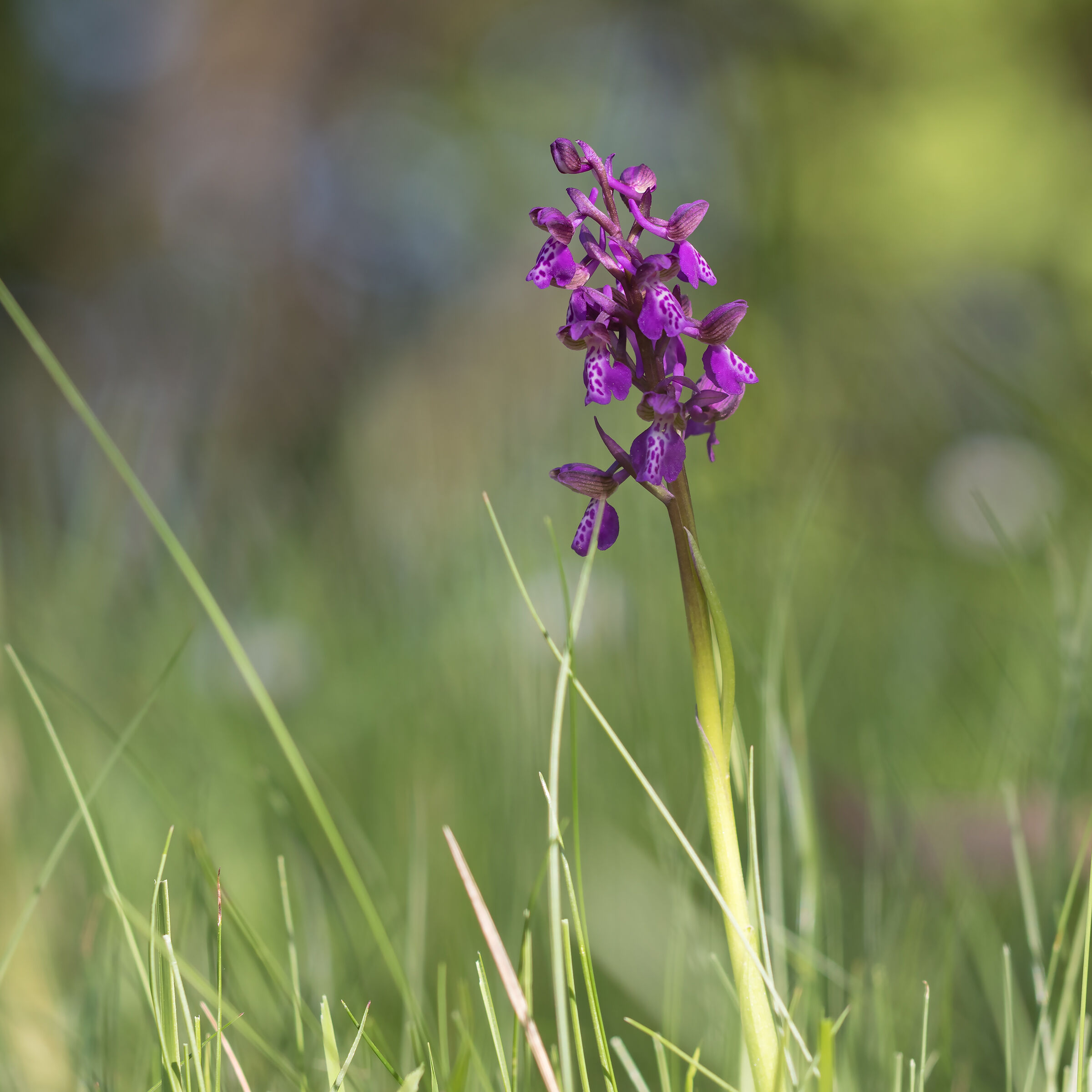 Anacamptis Morio