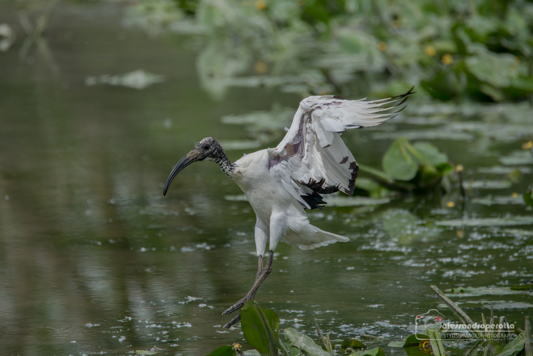 Sacred Ibis...... Landing