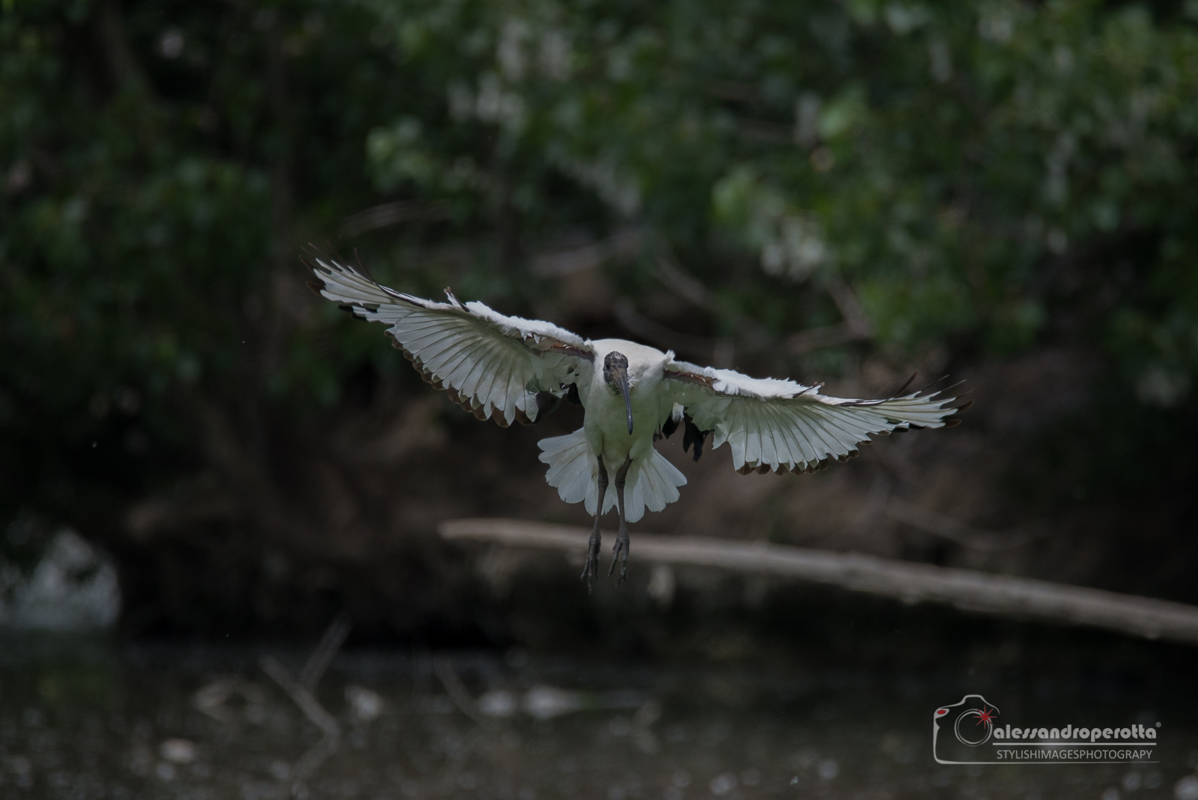 The flight of the sacred Ibis