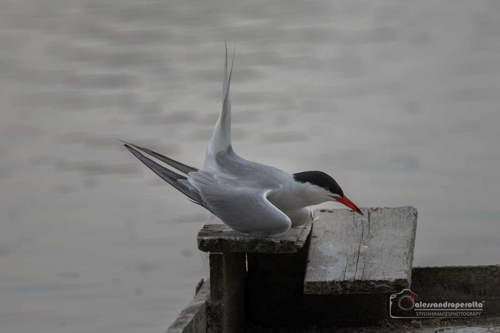 Tern