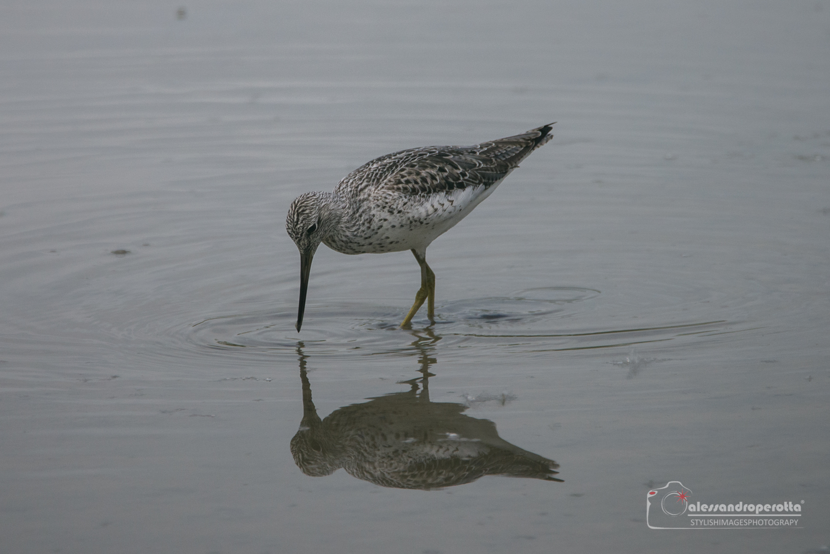 Greenshank
