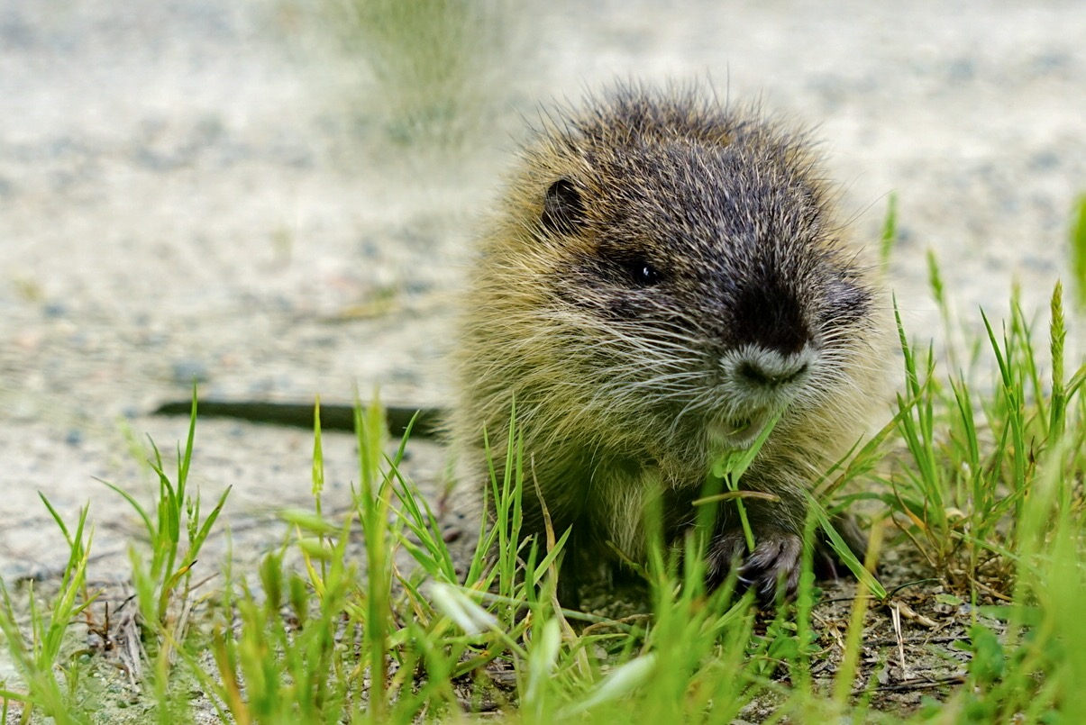 Baby Nutria