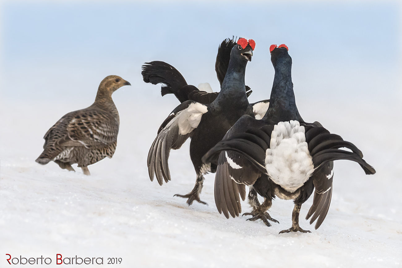 The arrival of the female.