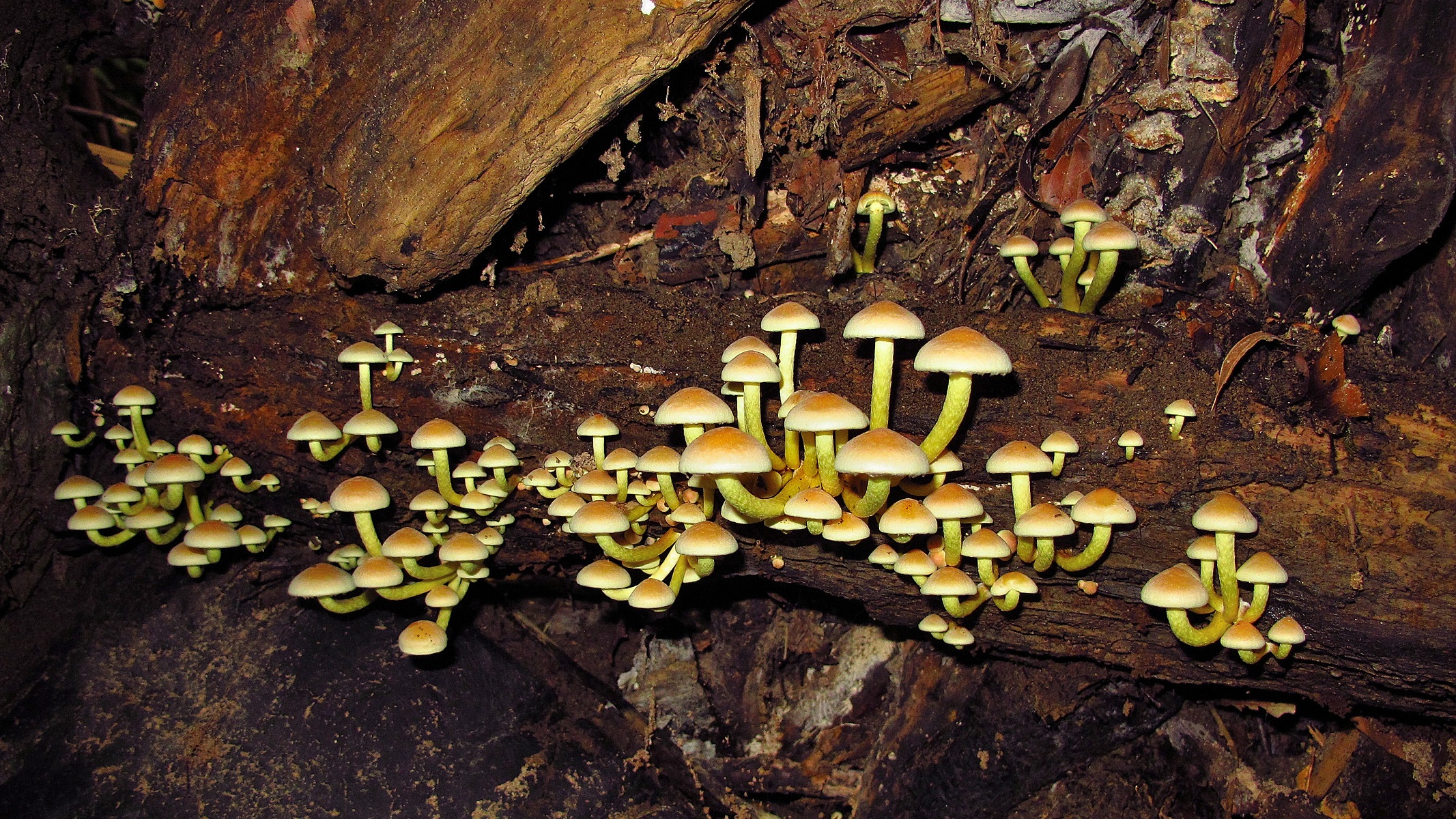 E una dinastia gigante!