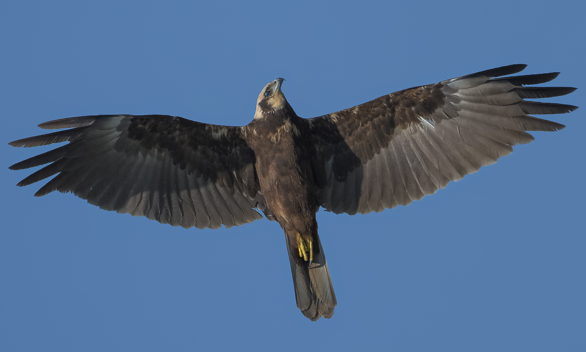 Marsh Hawk in flight