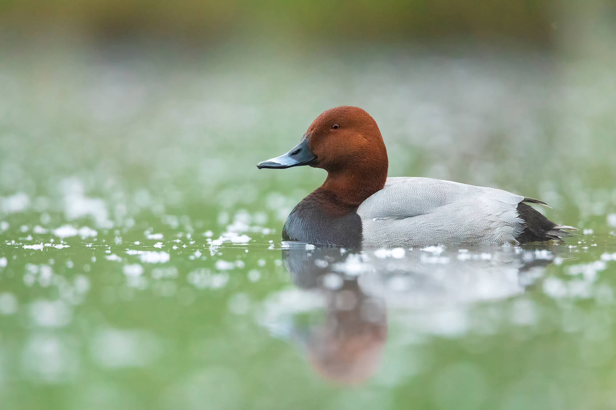 Pochard