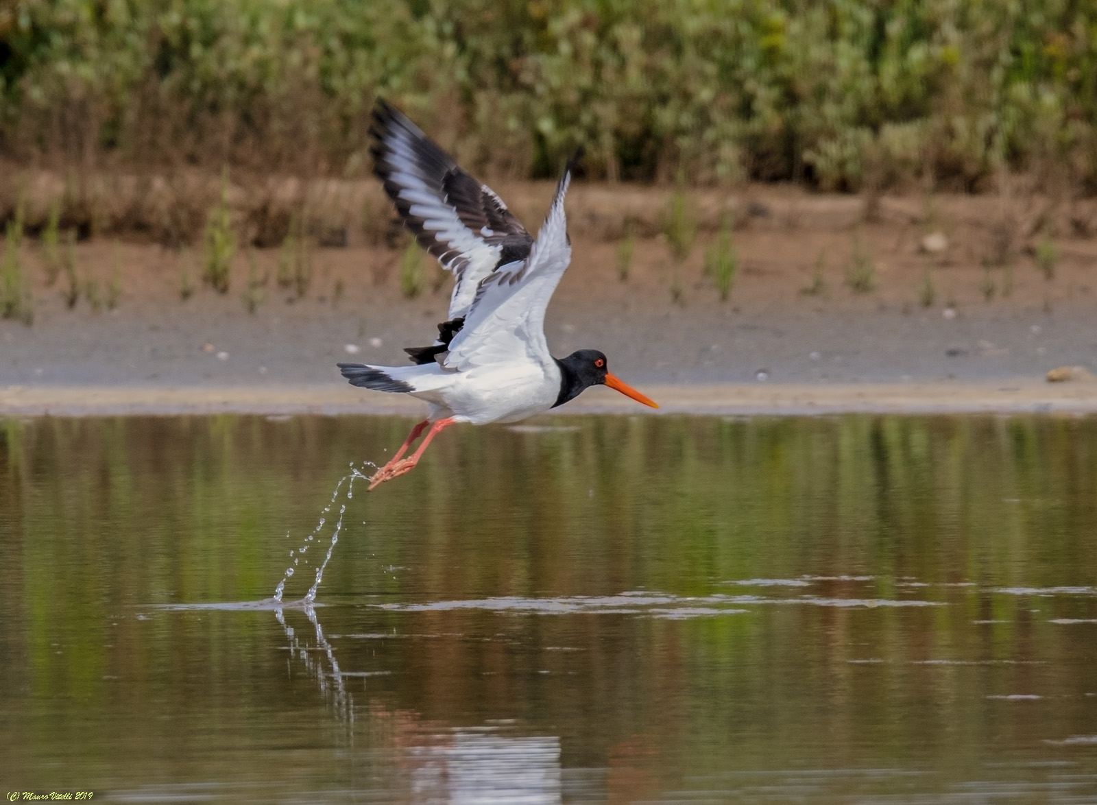 The detachment... Sea woodpecking (Haematopus Ostralegus)