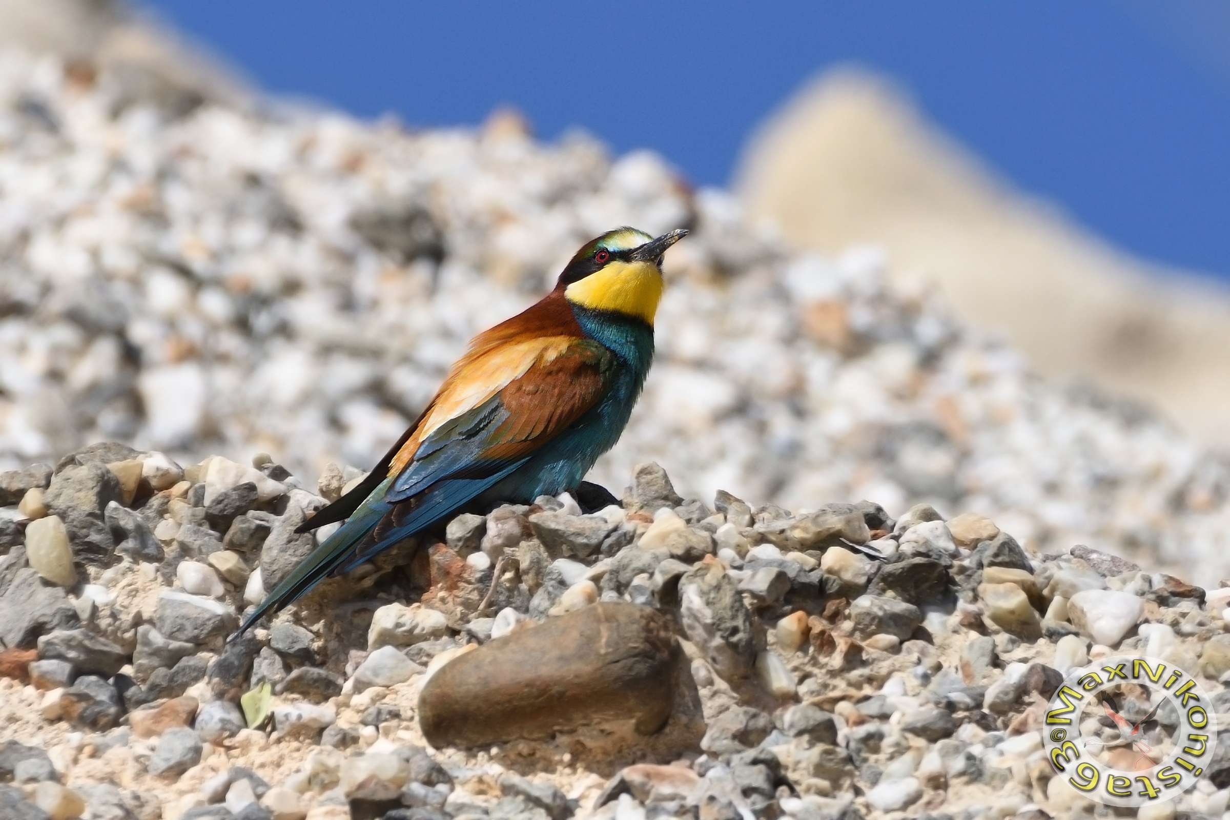 Bee-eater at rest