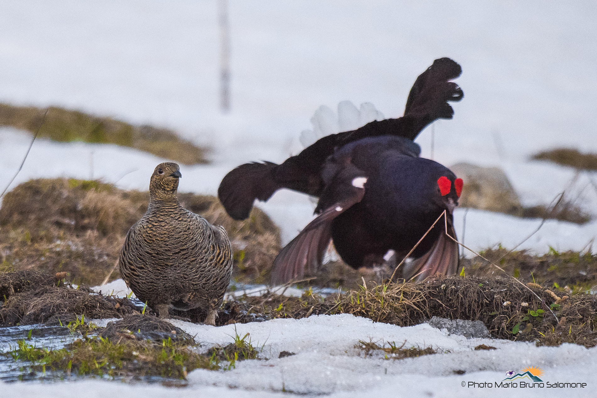Oggetto del desiderio