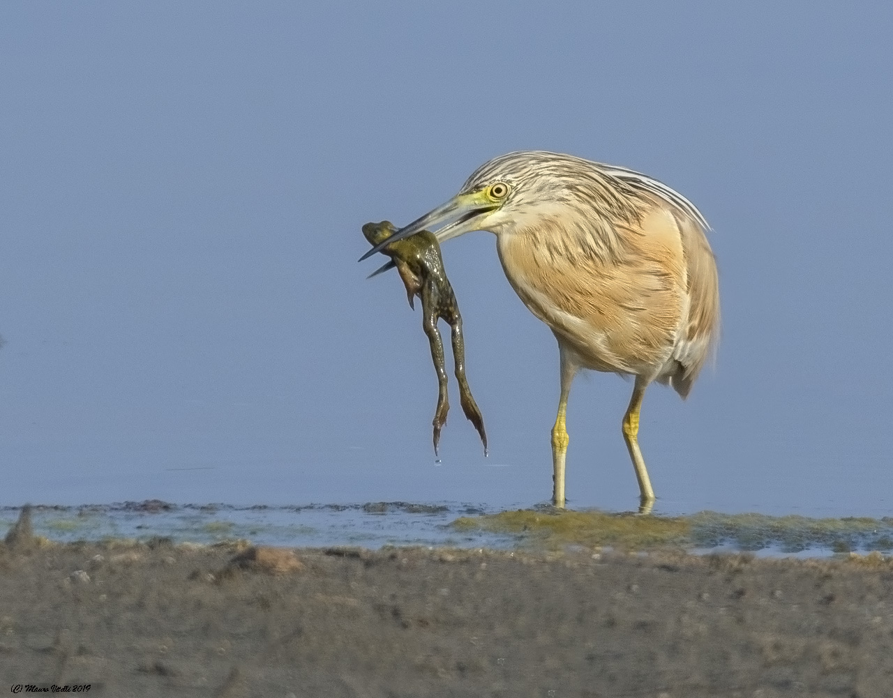 Sgarza Ciuffetto (Ardeola ralloides)