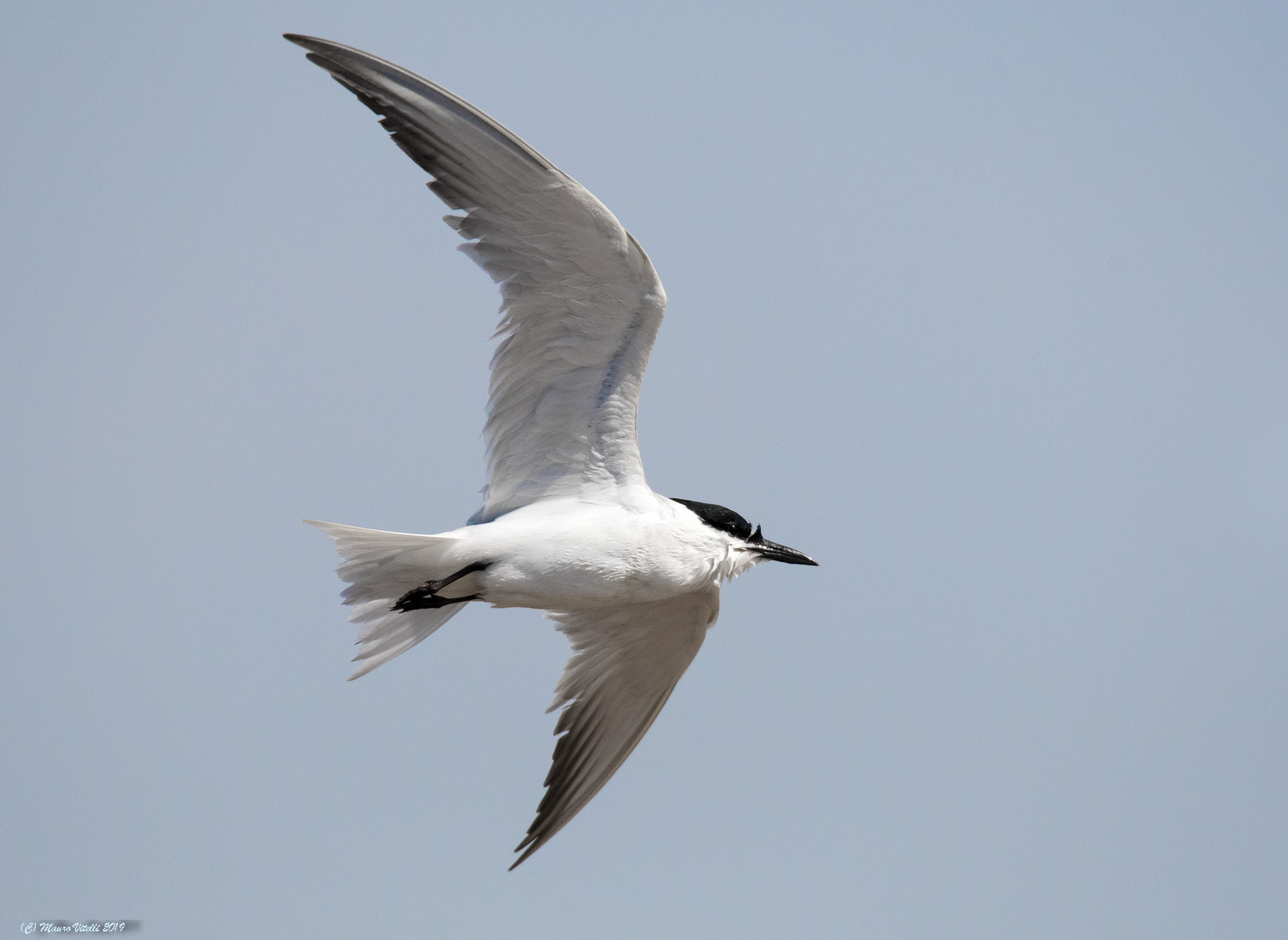 Spat Tern (Gelochedilon nilotica)