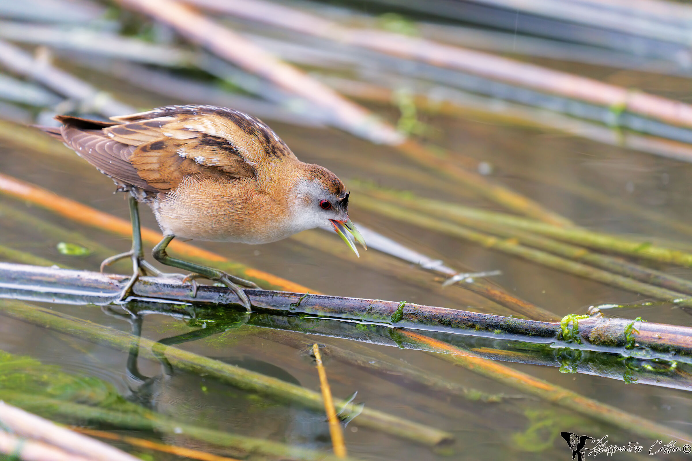 Schiribilla (femmina in caccia)