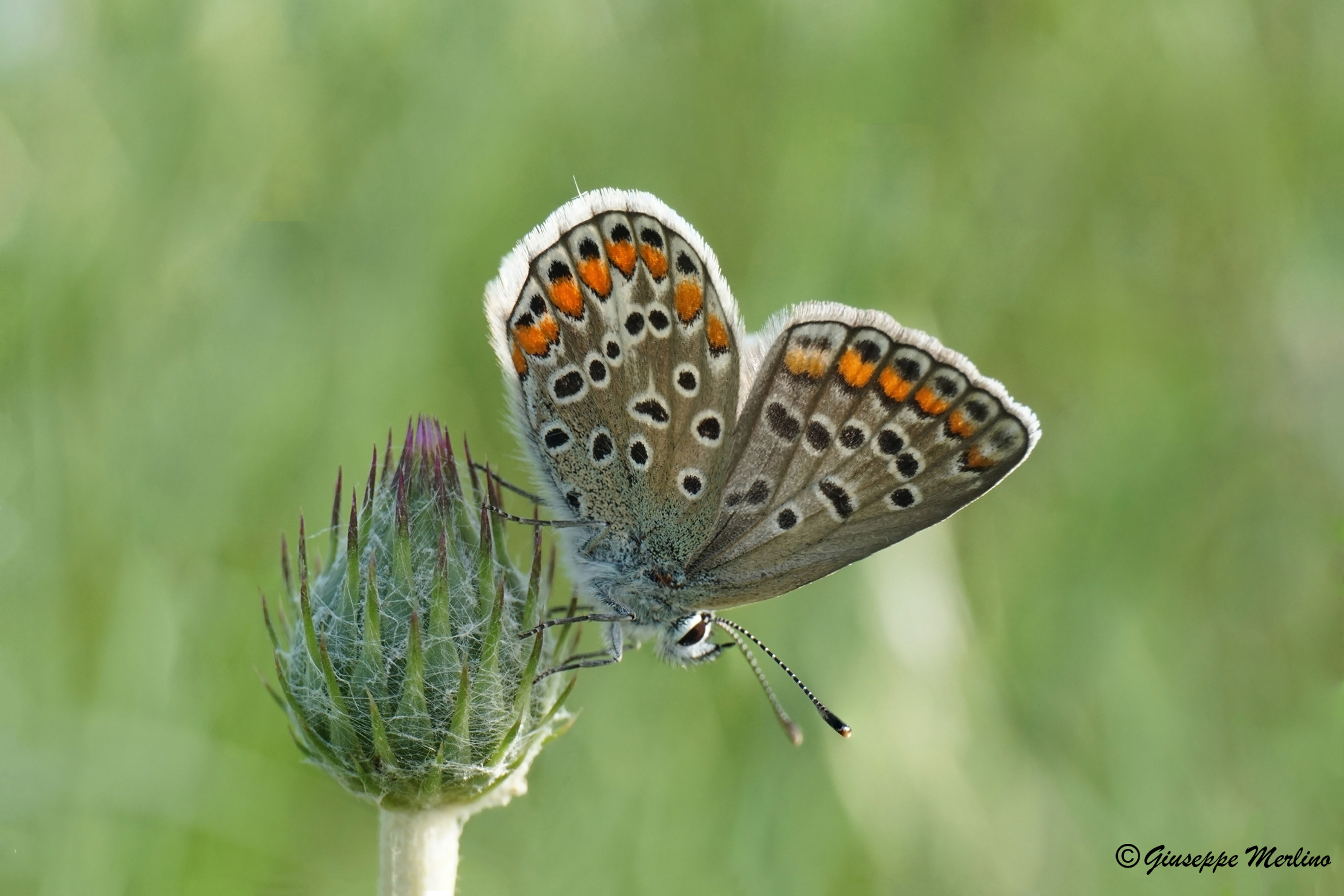 Polyommatus icarus
