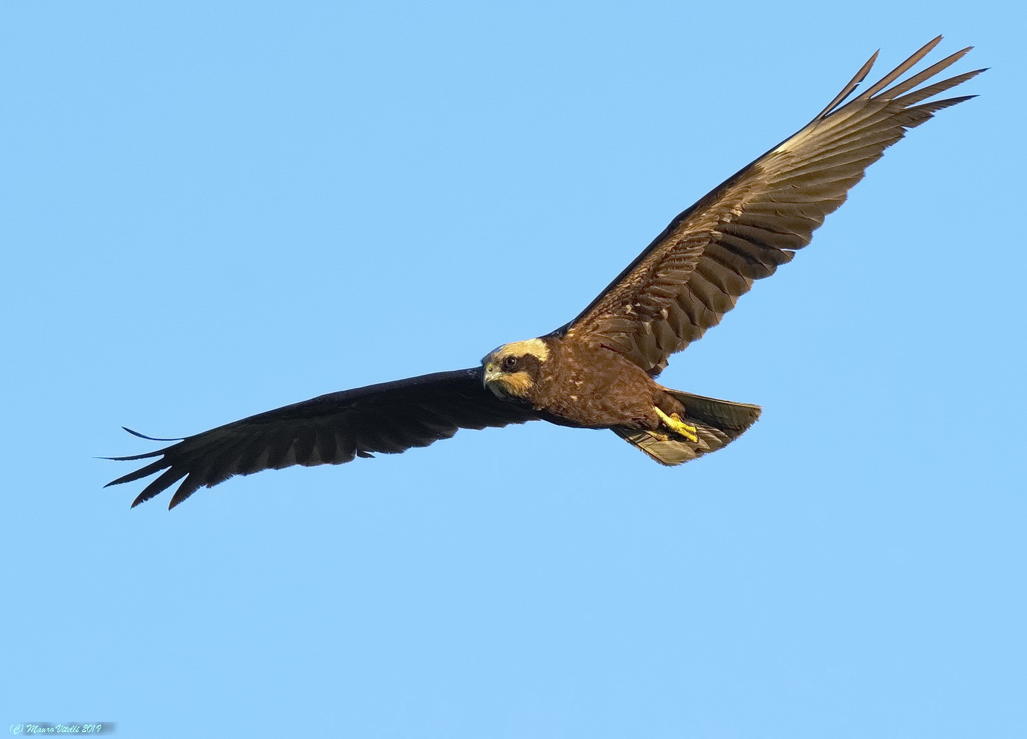 Marsh Hawk (Circus aeruginosus)