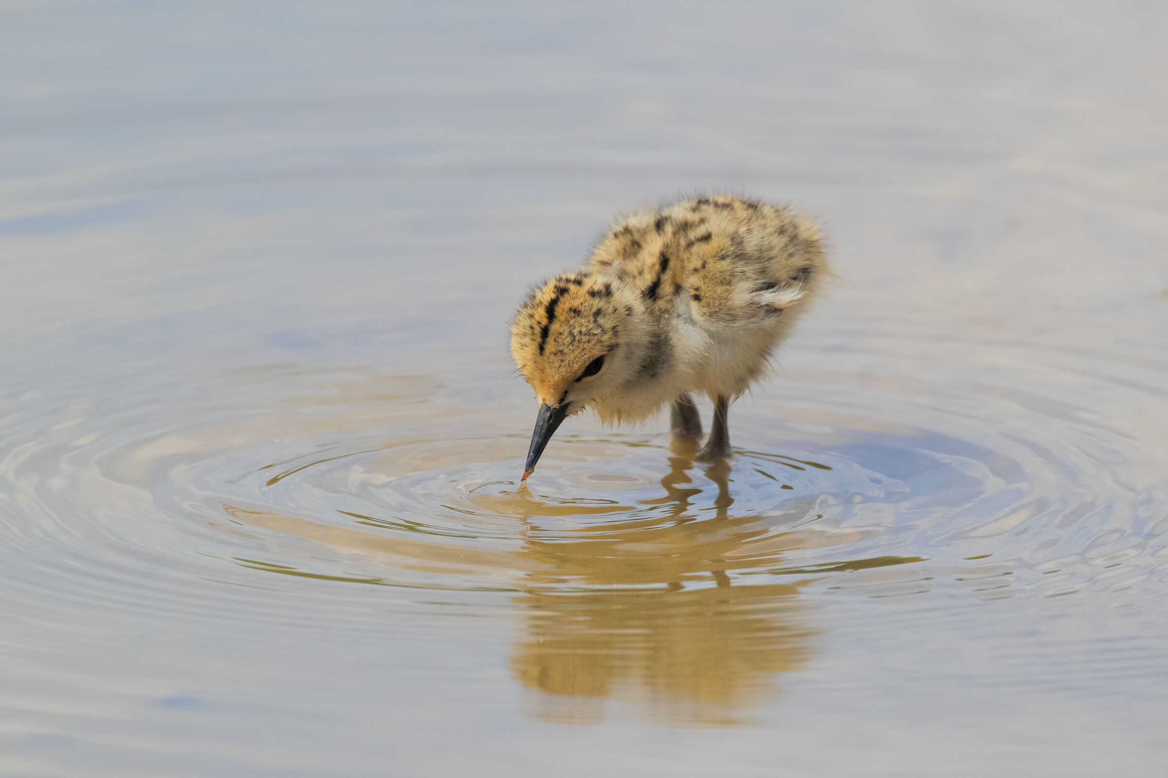 Pullo to ride to fishing