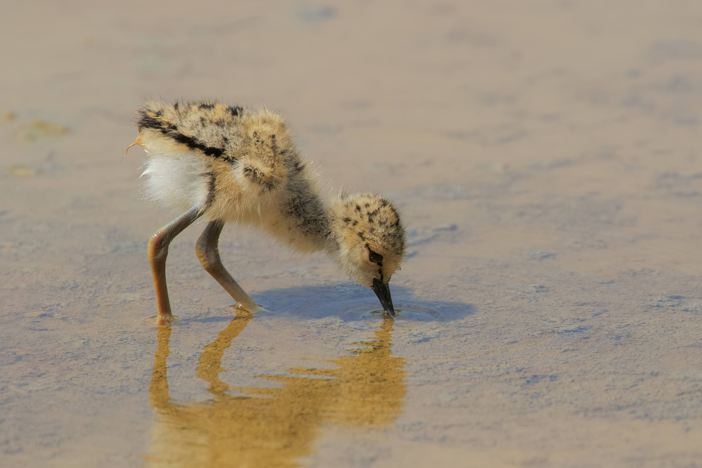 Knight's Pullo to Peach 2