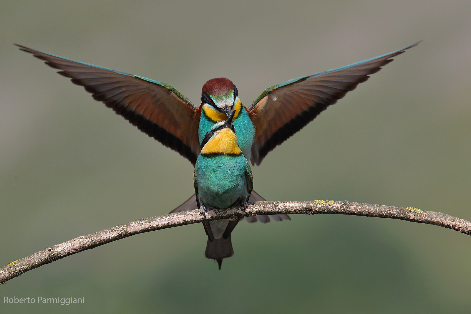 Gruccioni accoppiamento