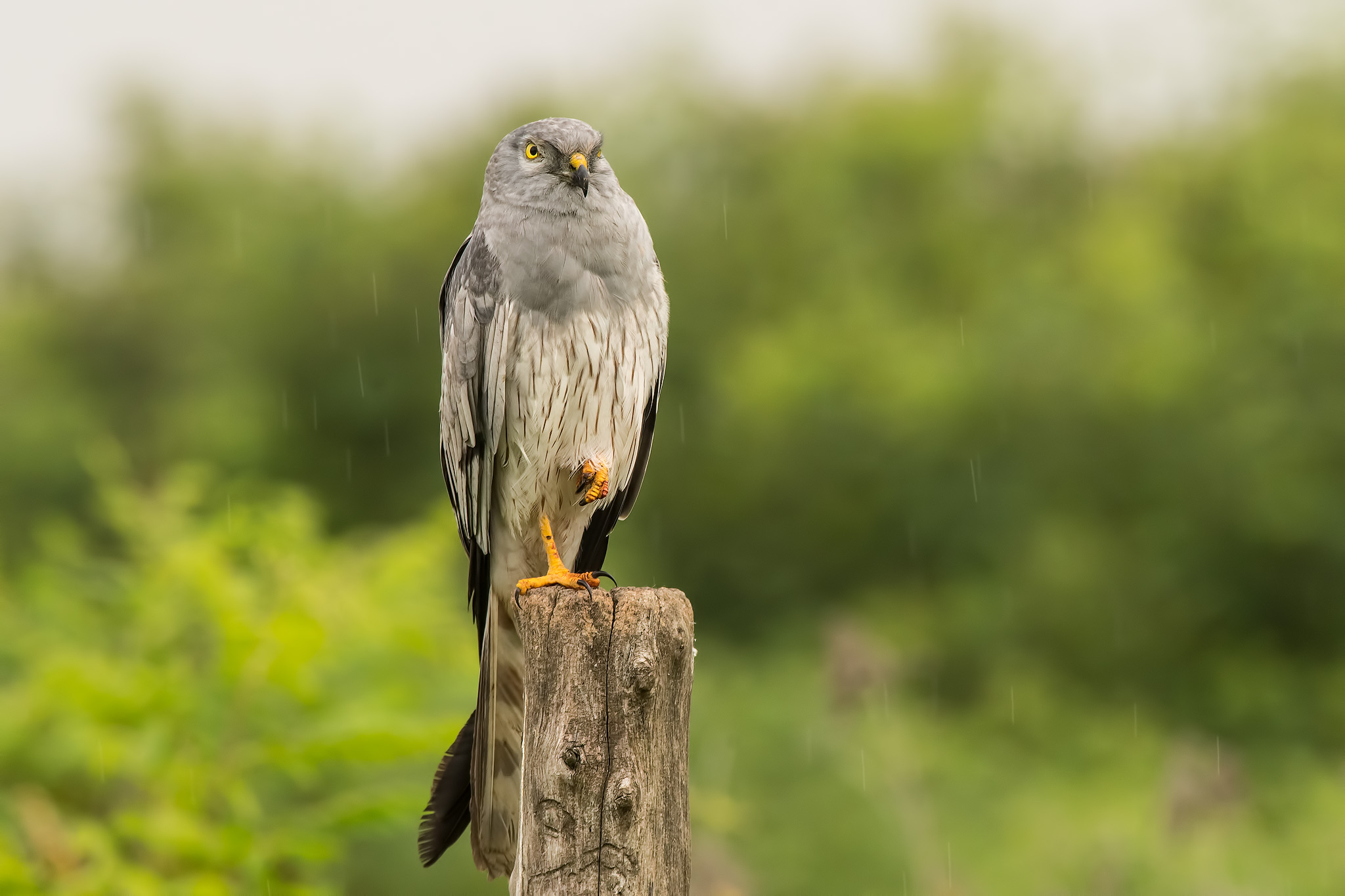 "In the Rain" lesser Albanella ?